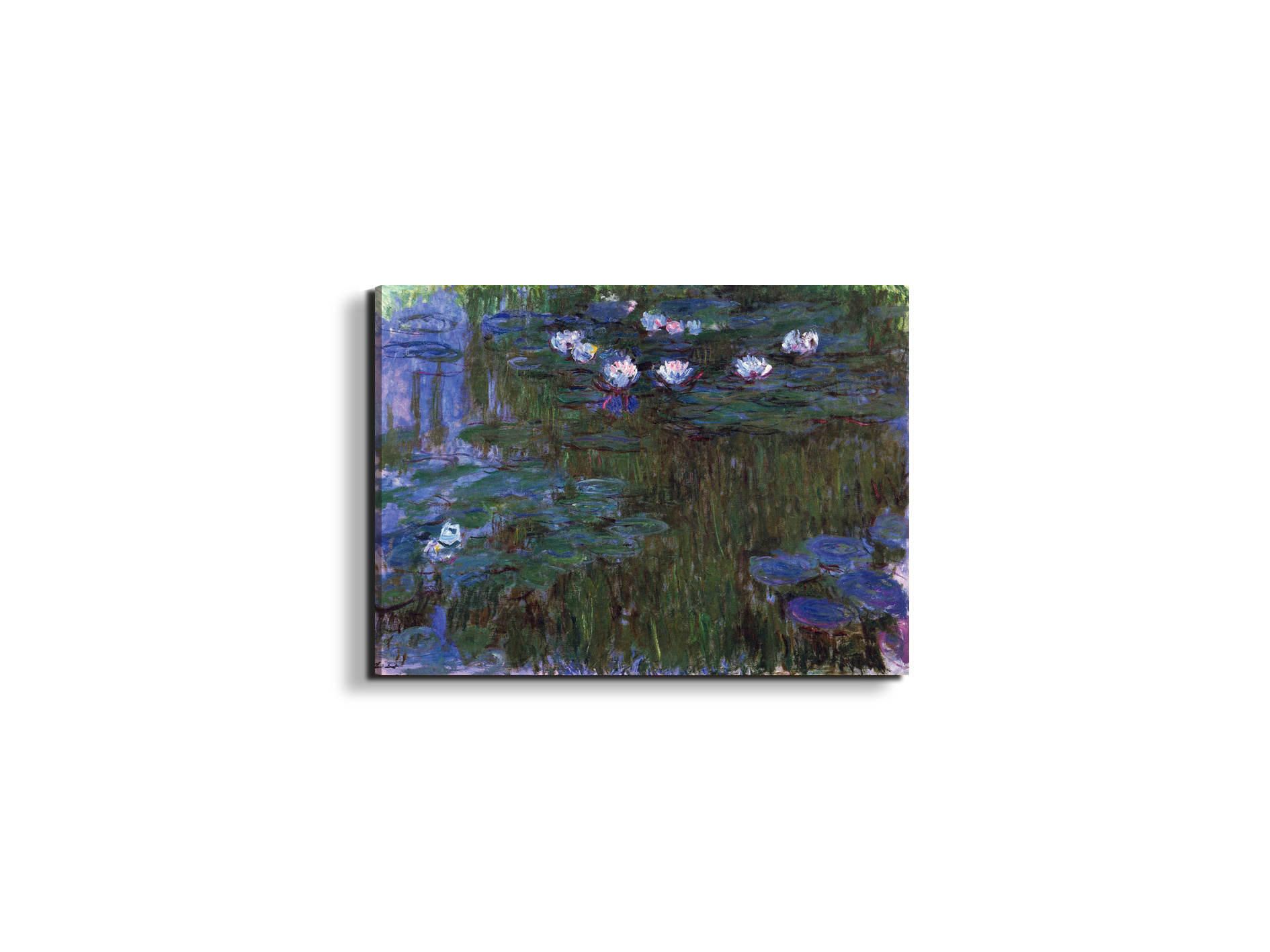 water-lillies-iias92039-