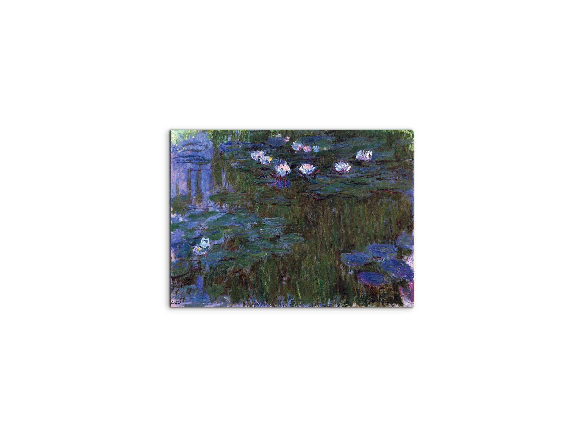 water-lillies-iias92039-