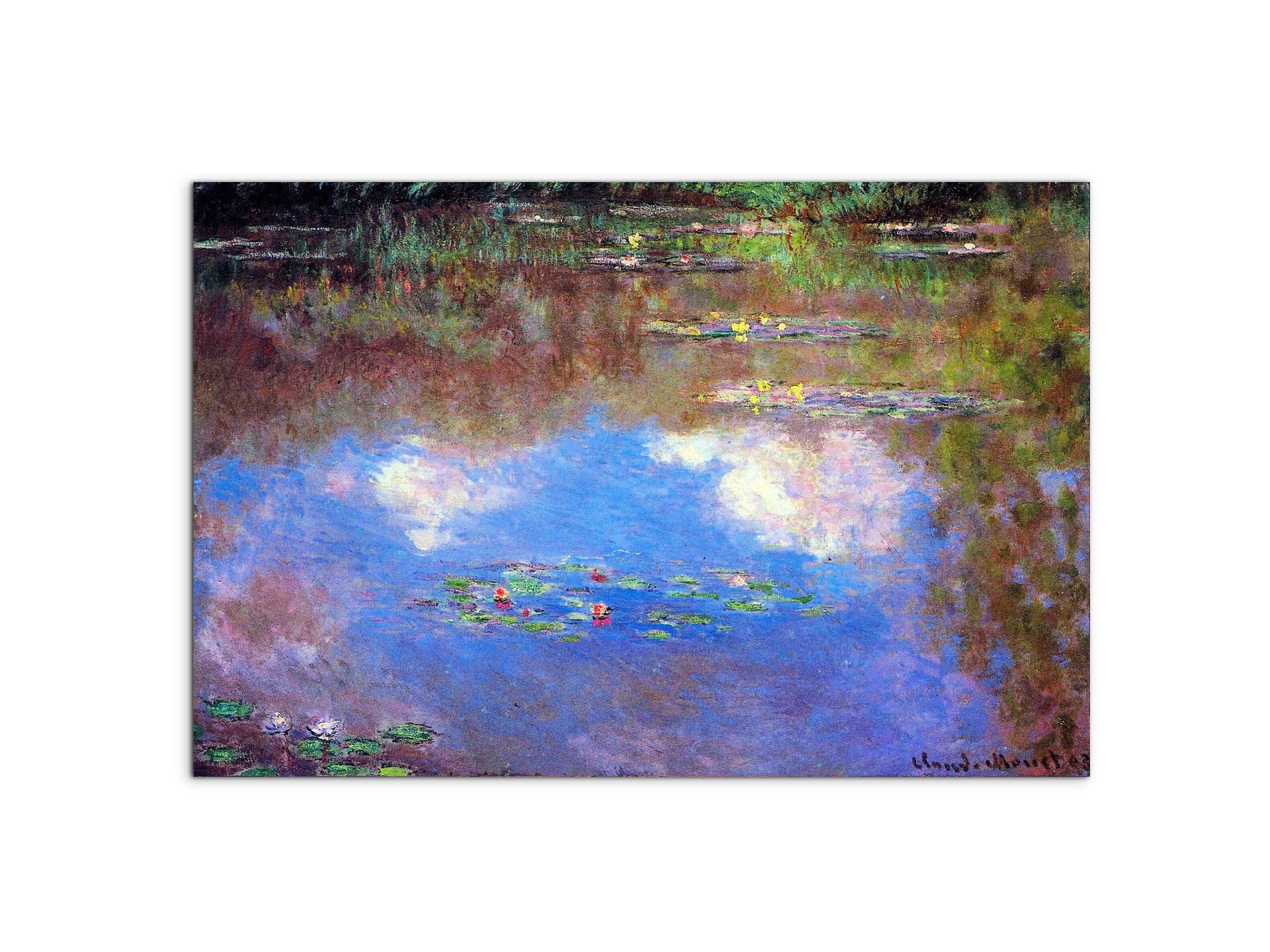 water-lily-pond-ivas92055-
