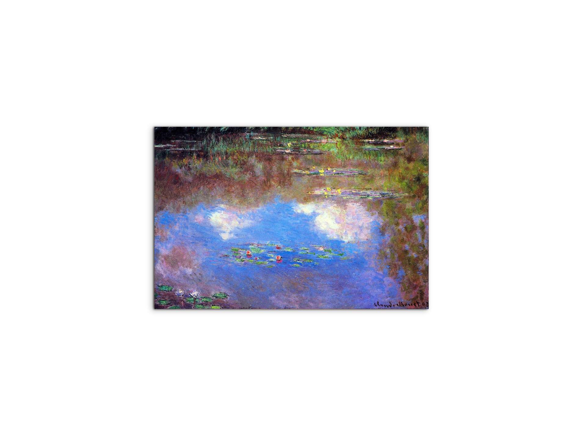 water-lily-pond-ivas92055-