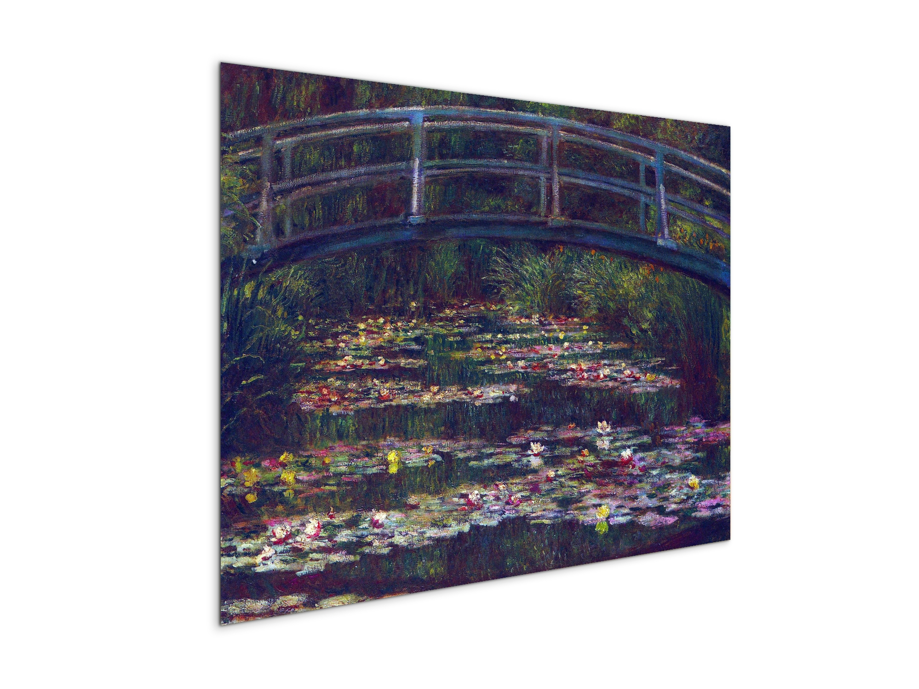 water-lily-pond-vas92057-
