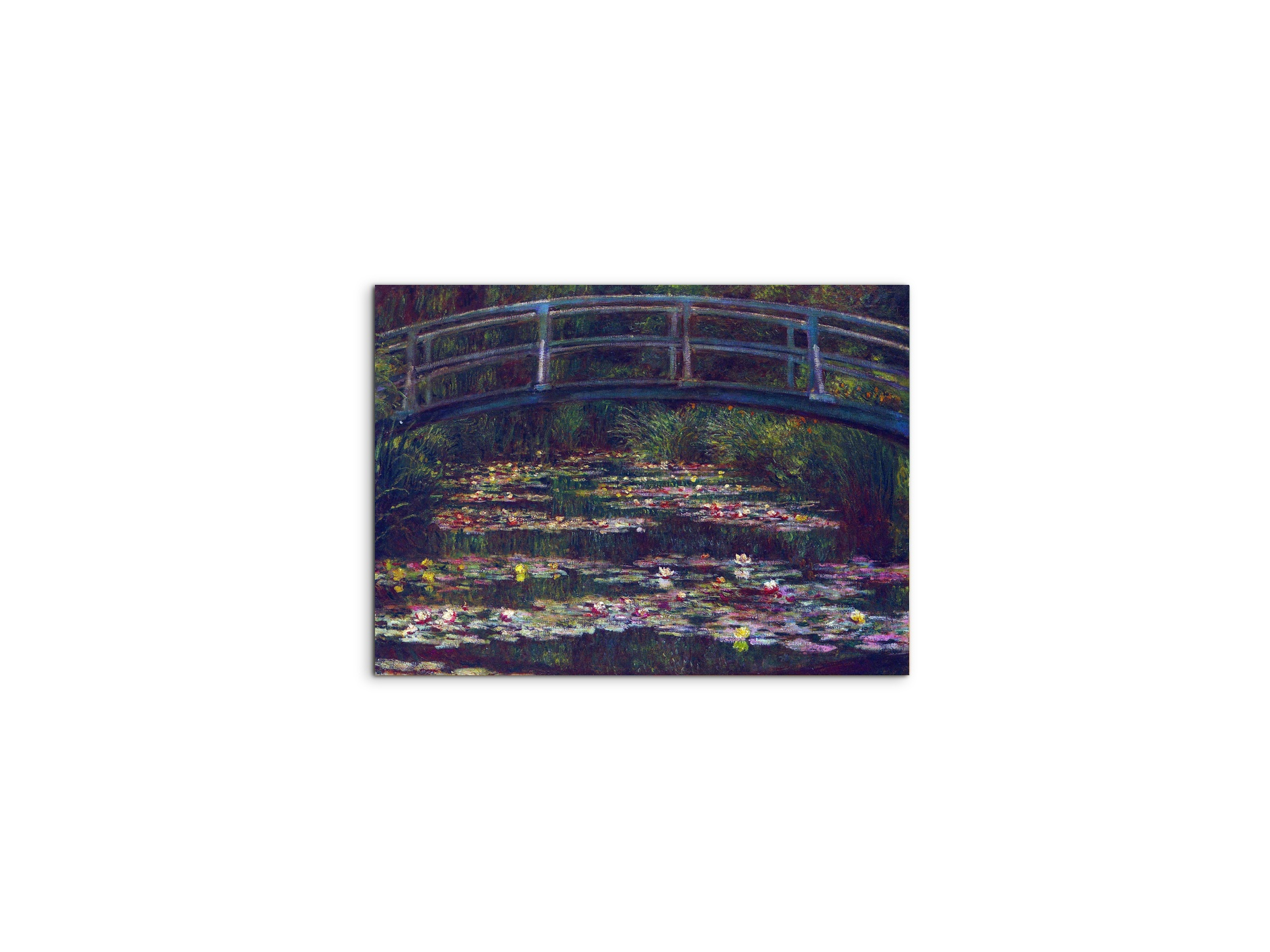 water-lily-pond-vas92057-