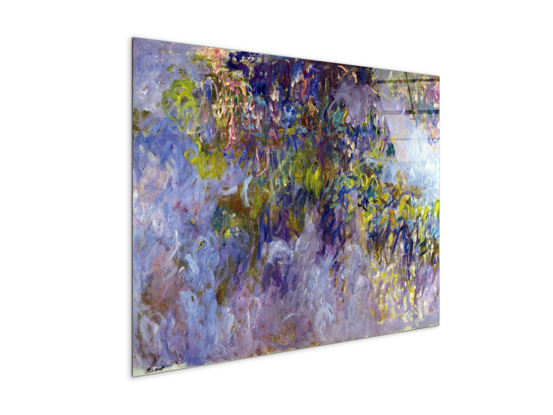 wisteria-ias92069-