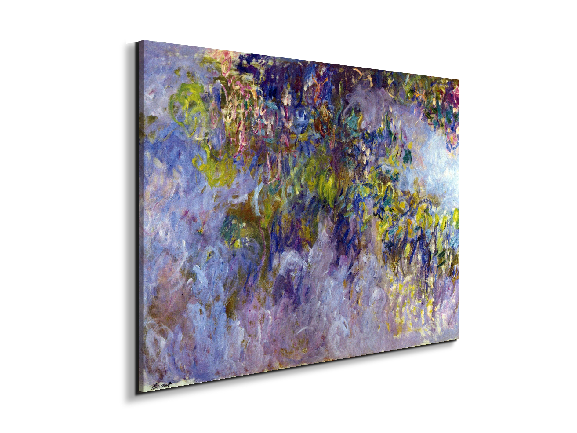 wisteria-ias92069-