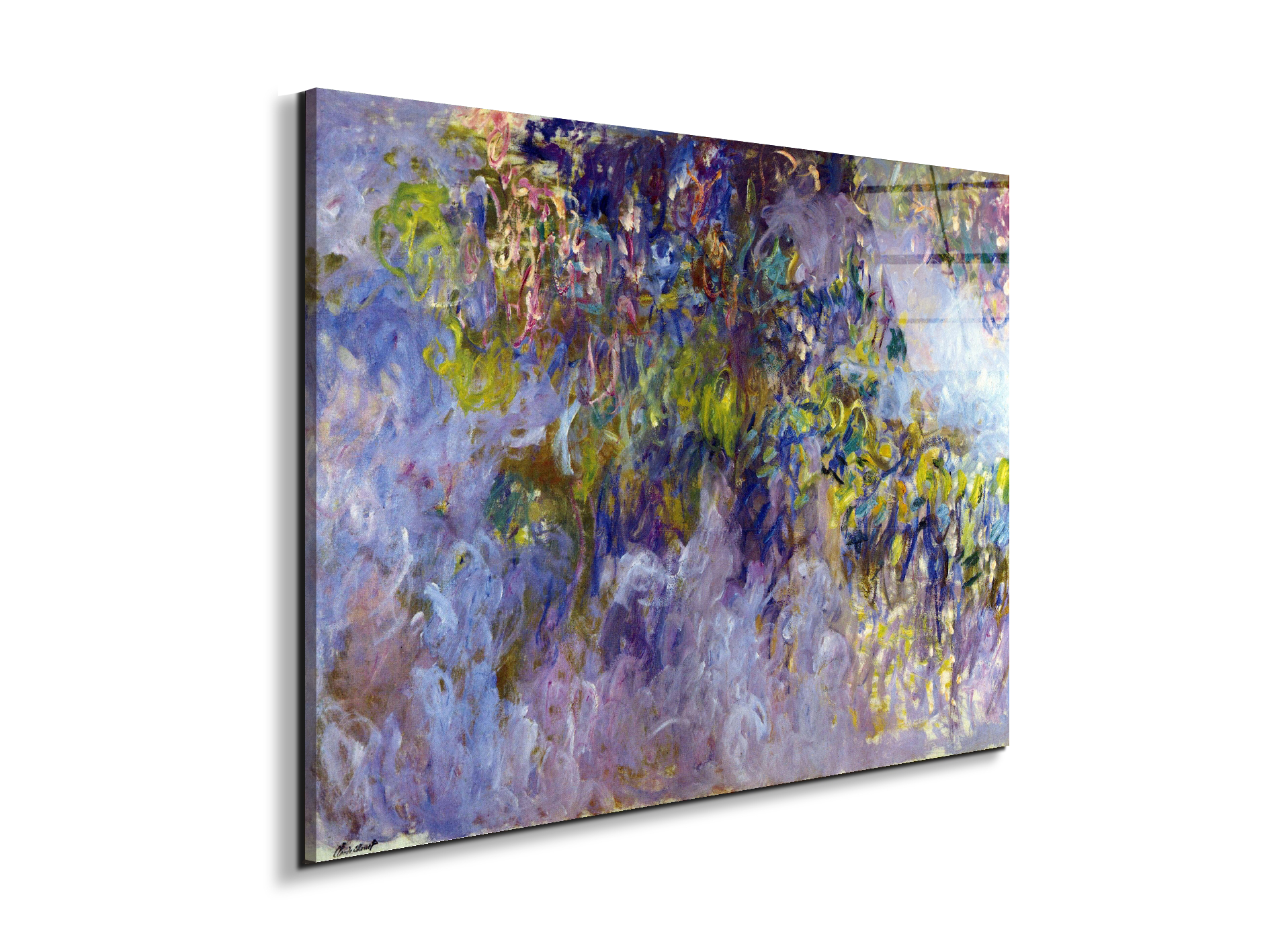 wisteria-ias92069-