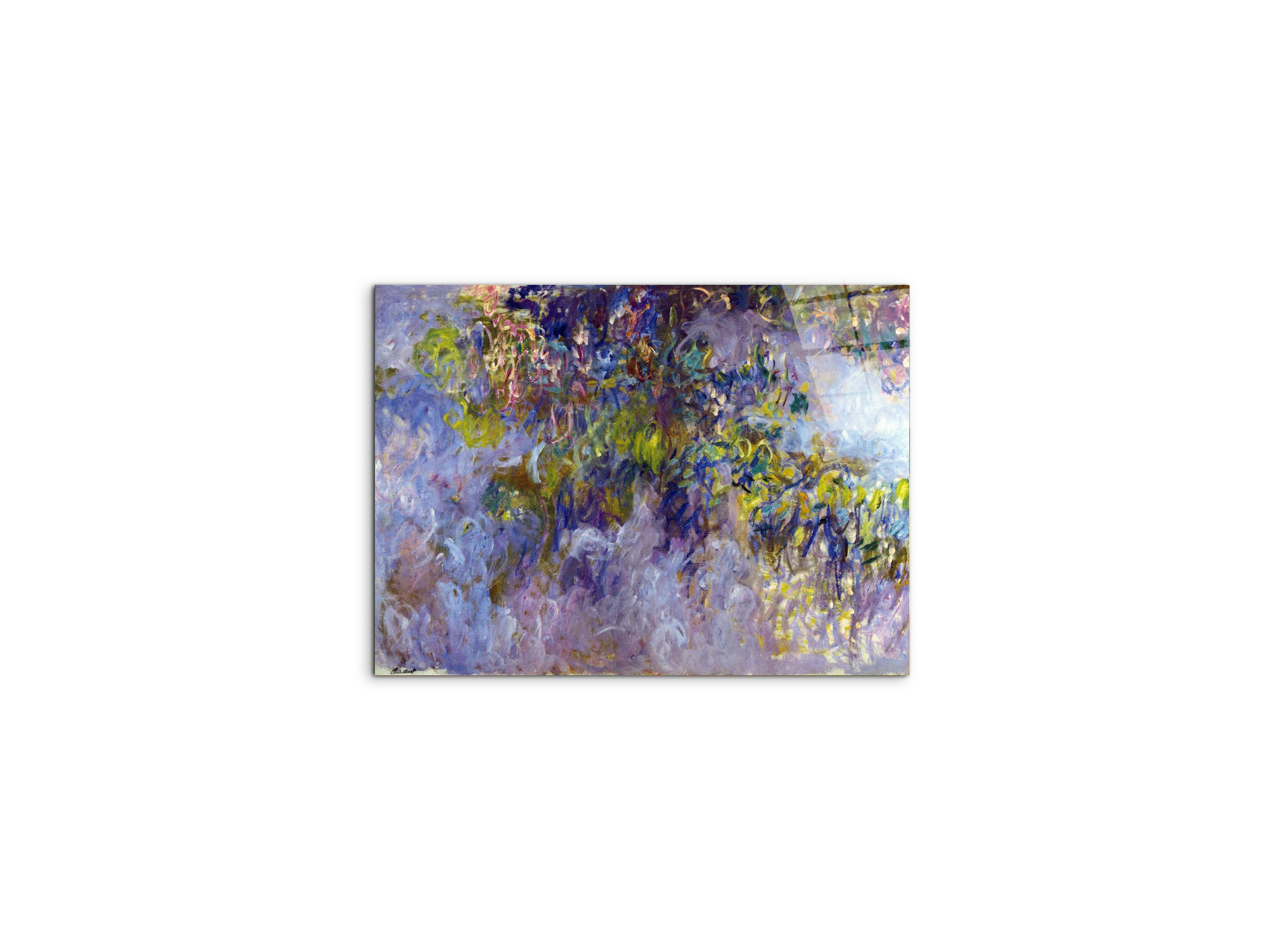 wisteria-ias92069-