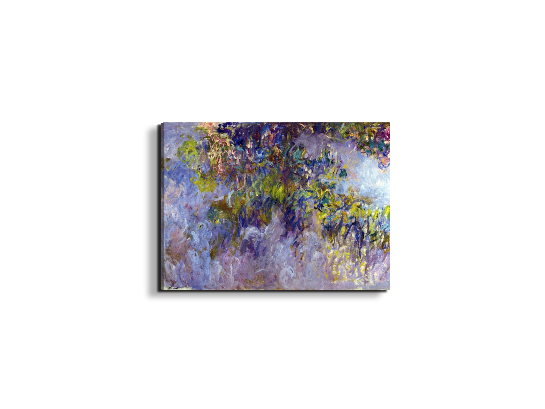 wisteria-ias92069-