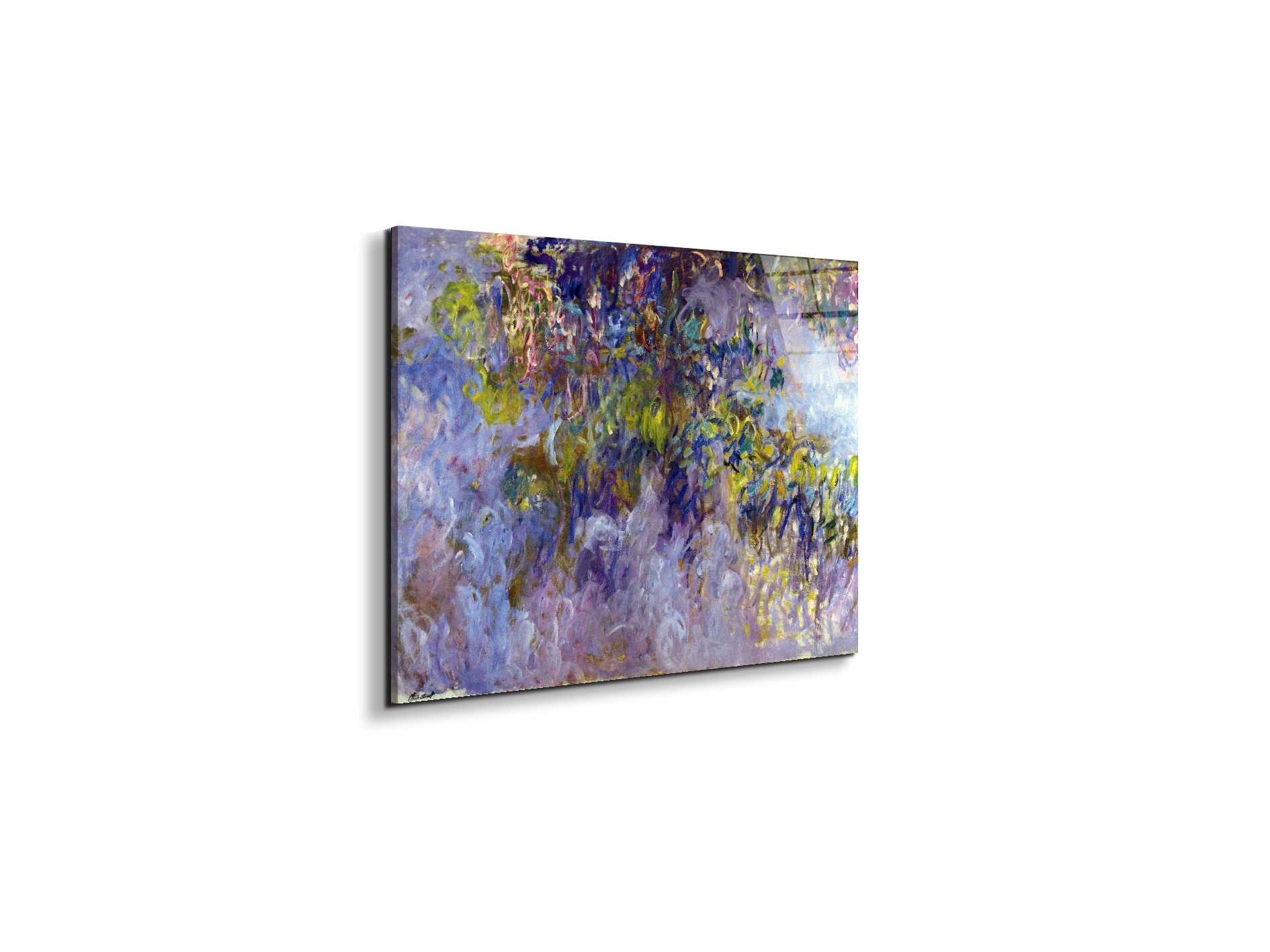 wisteria-ias92069-