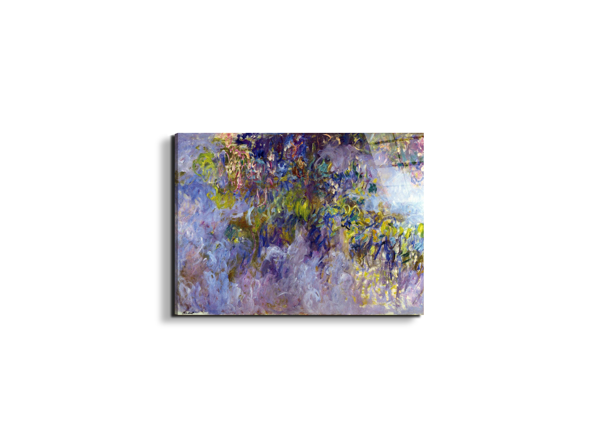 wisteria-ias92069-