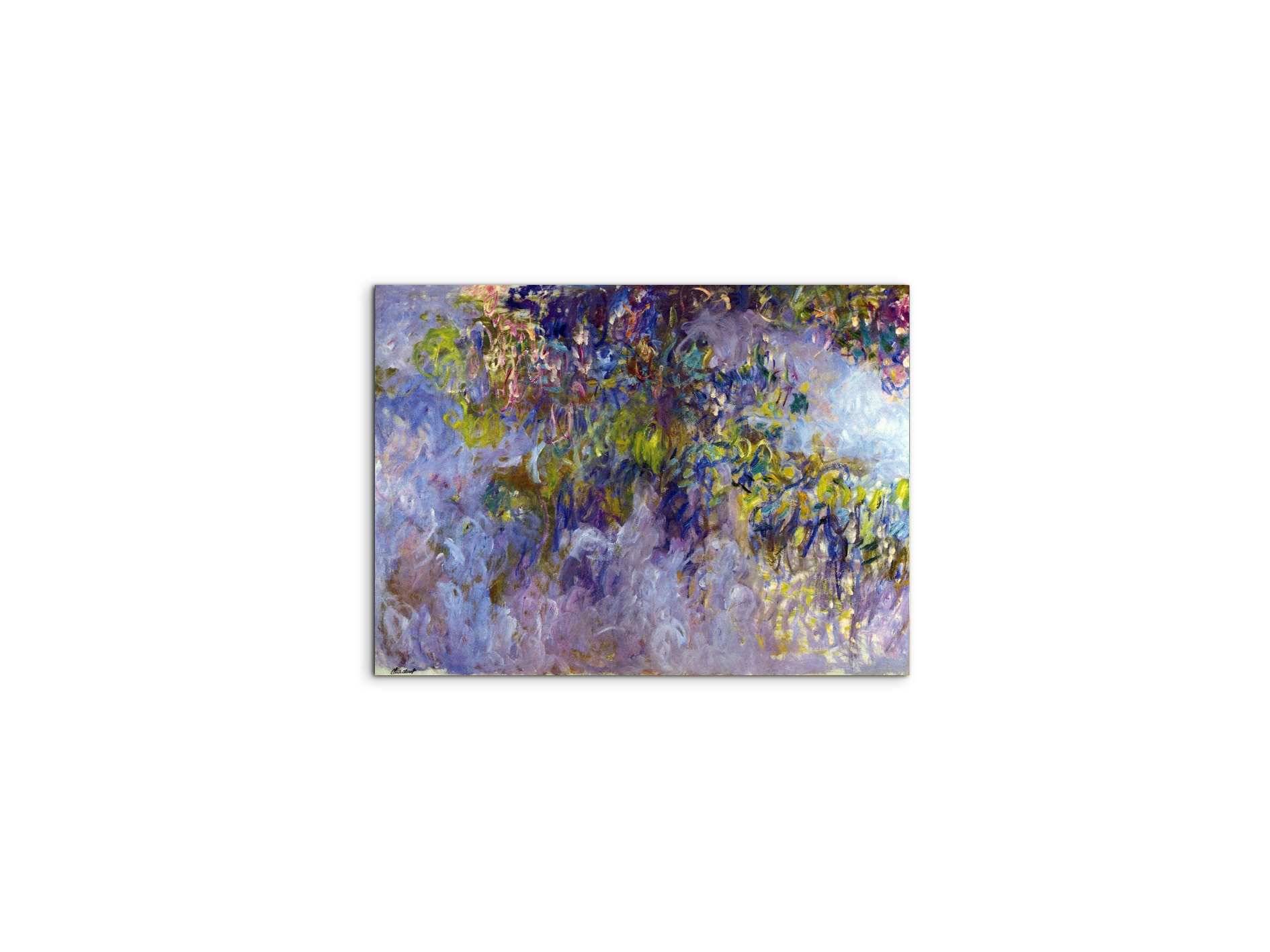wisteria-ias92069-