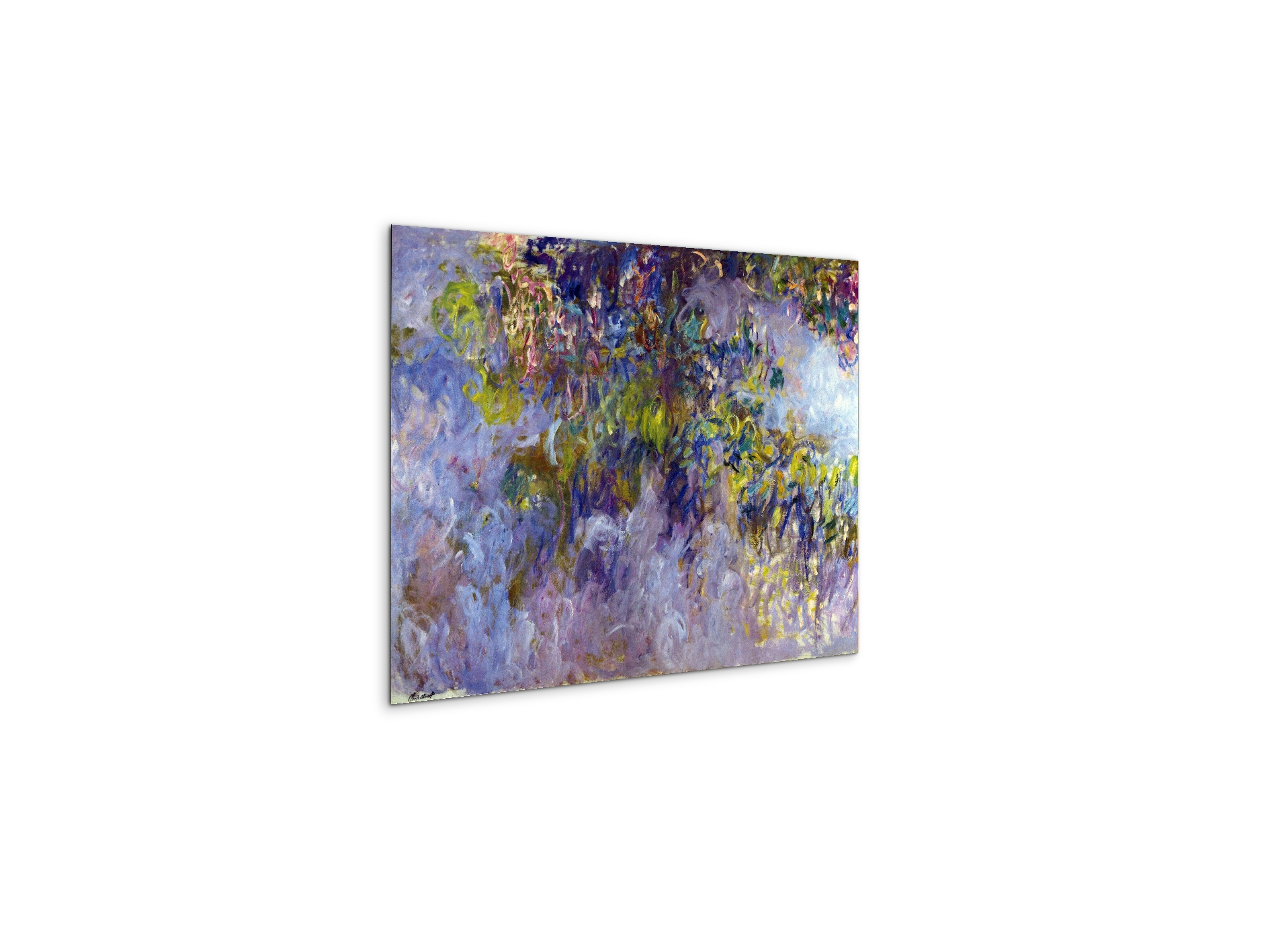 wisteria-ias92069-