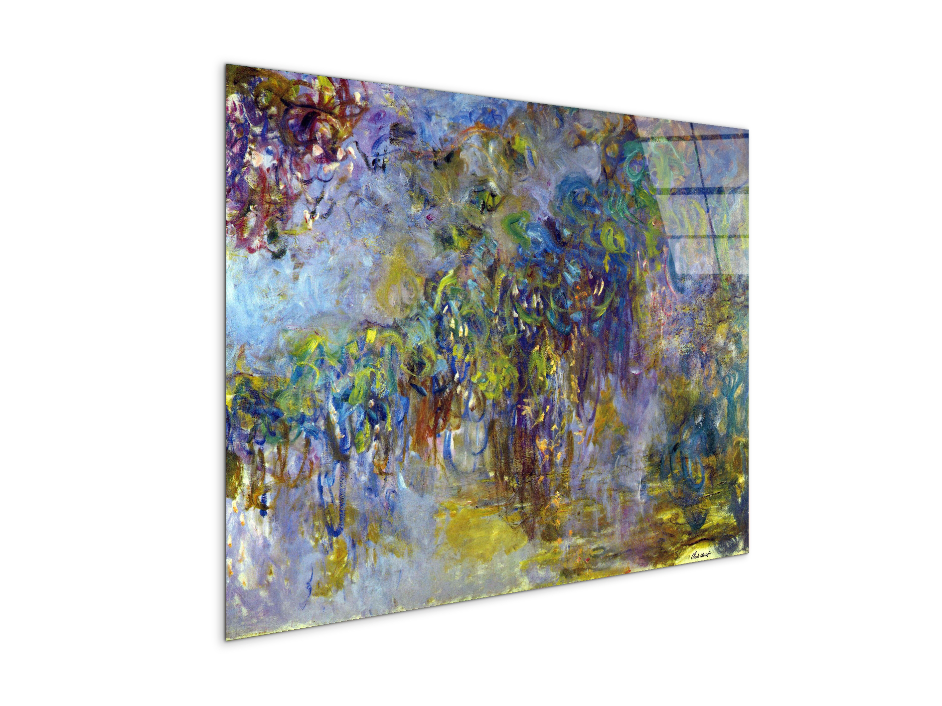 wisteria-iias92071-