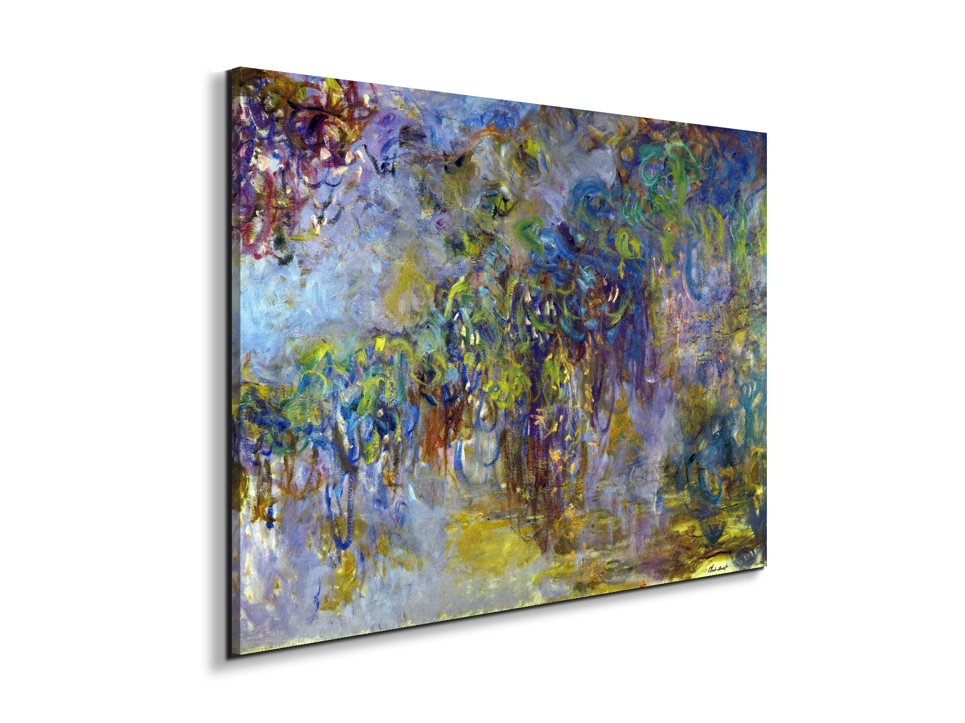 wisteria-iias92071-