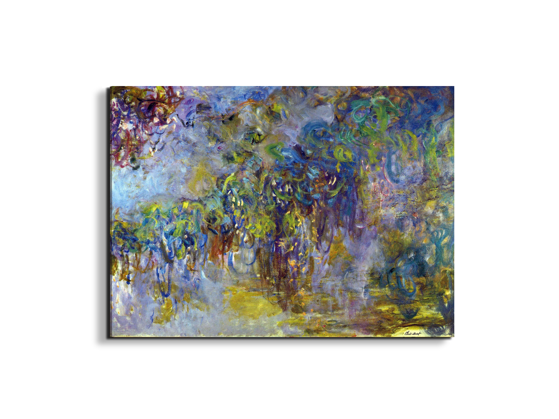 wisteria-iias92071-