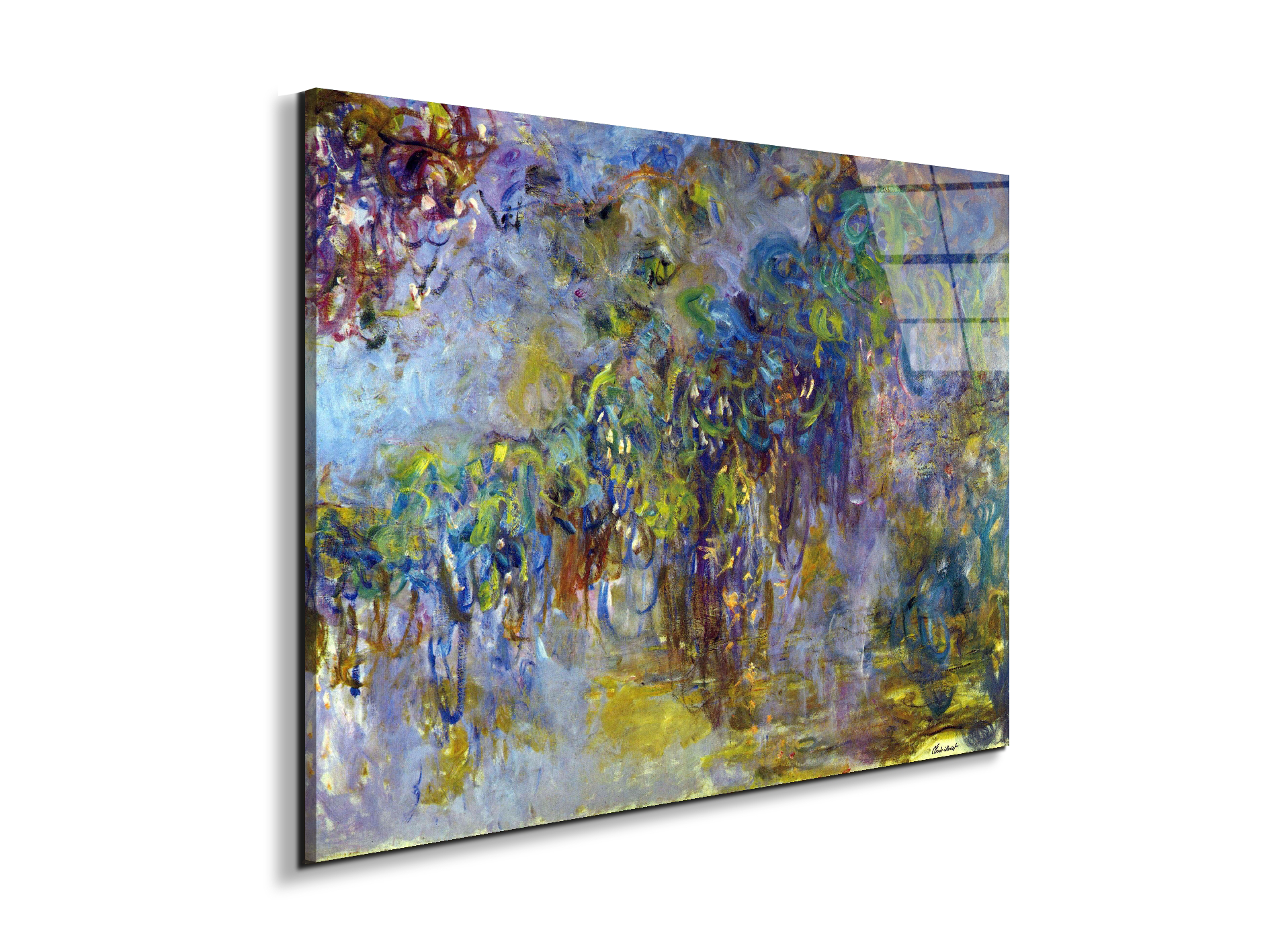 wisteria-iias92071-