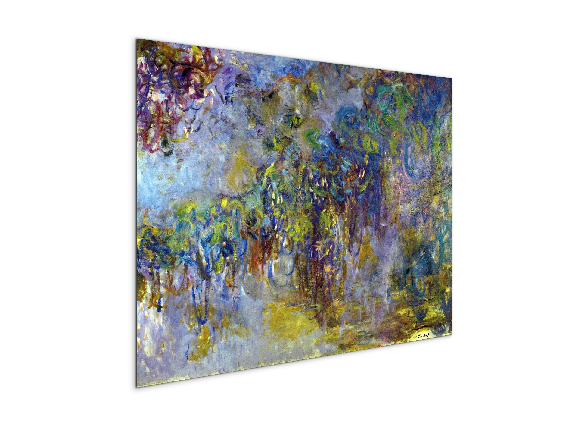 wisteria-iias92071-