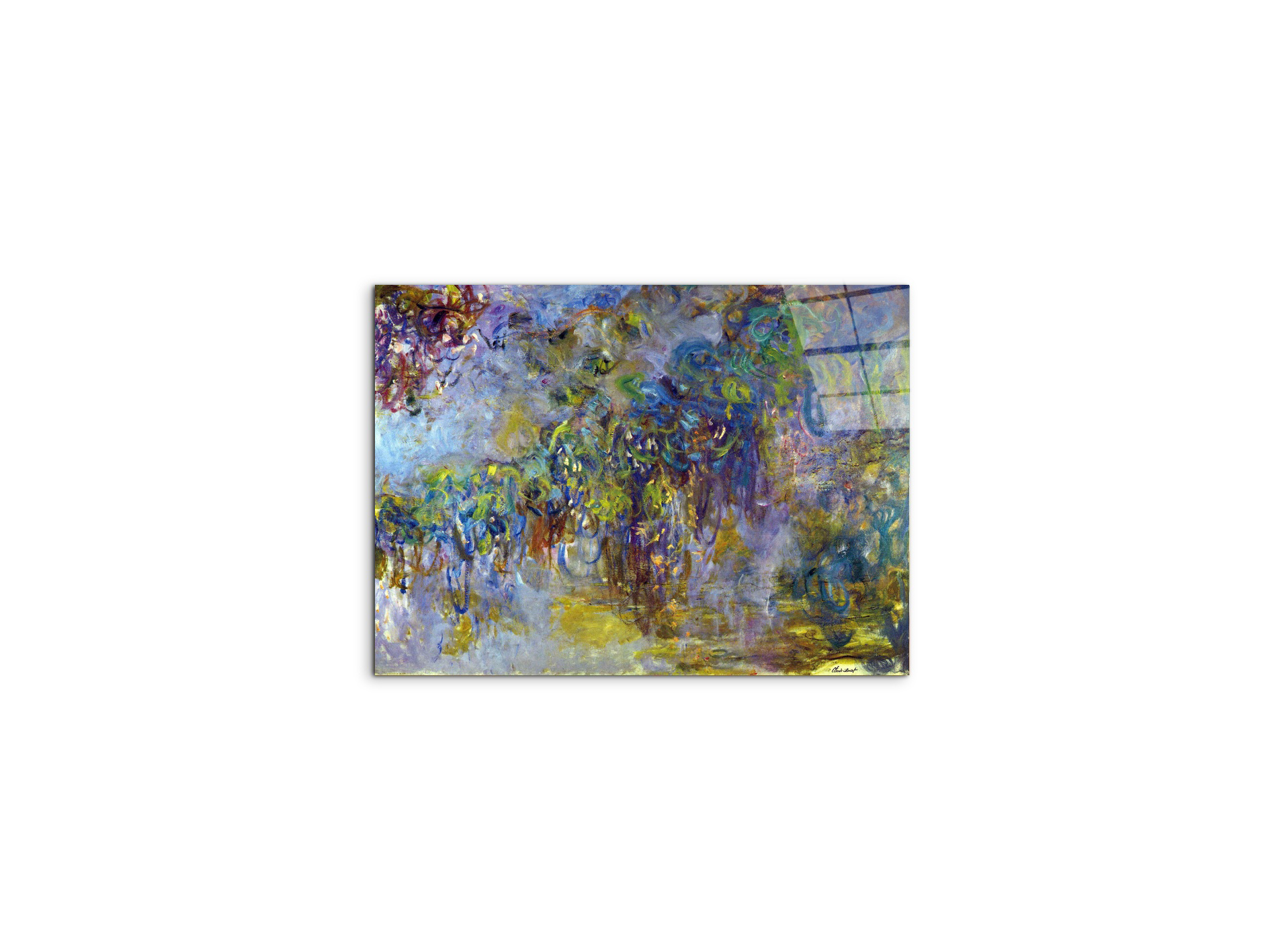 wisteria-iias92071-