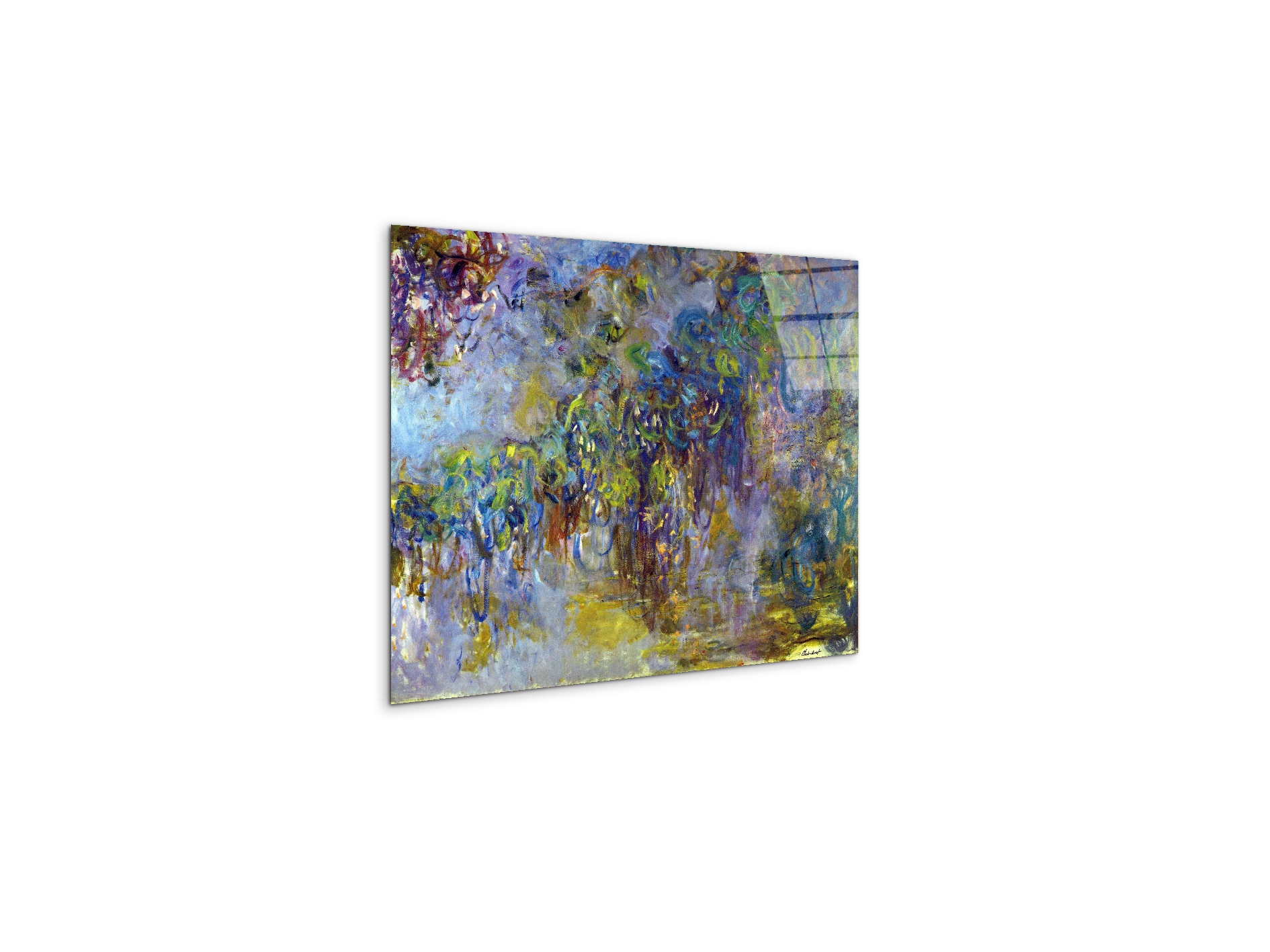 wisteria-iias92071-