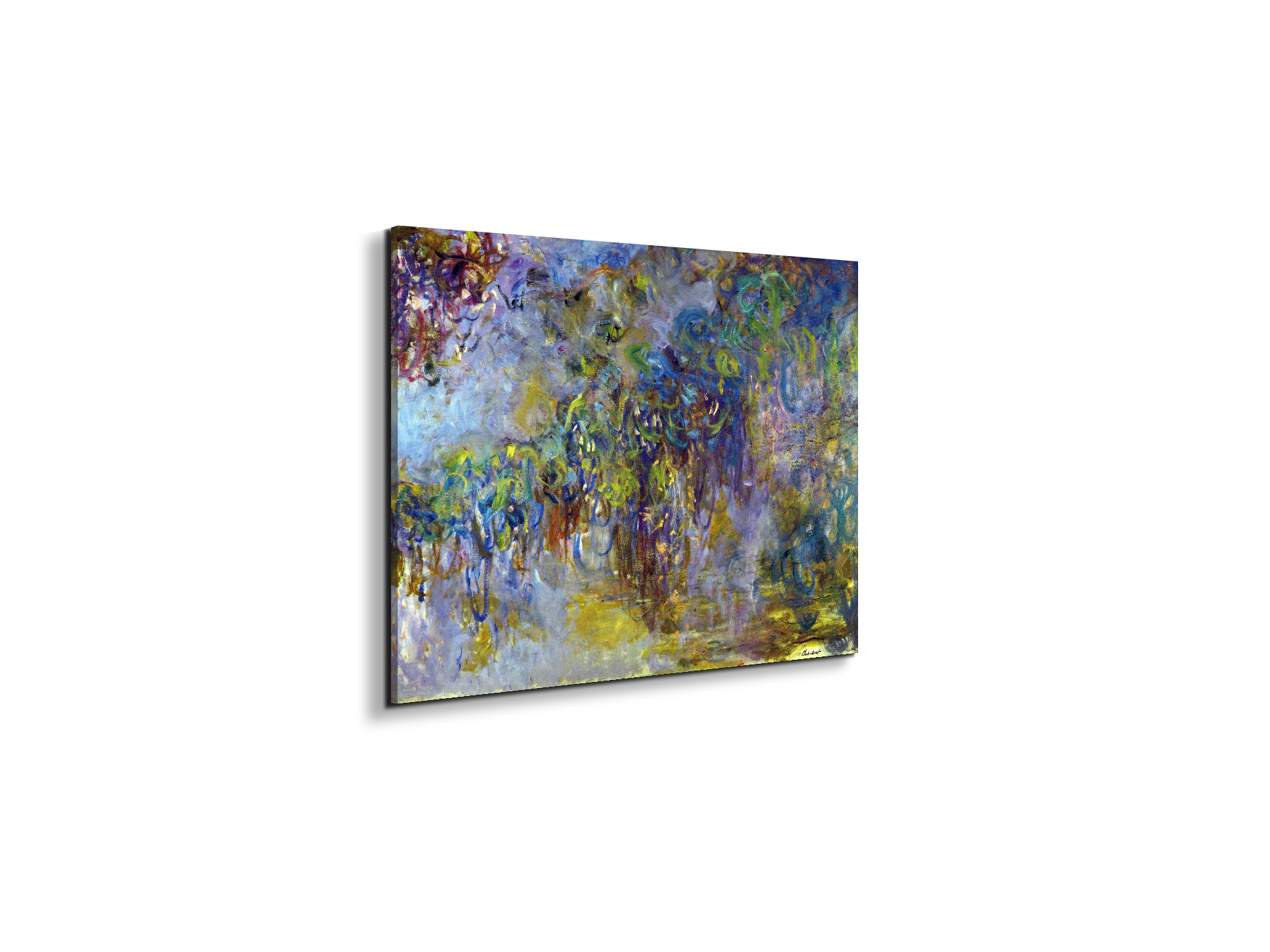 wisteria-iias92071-