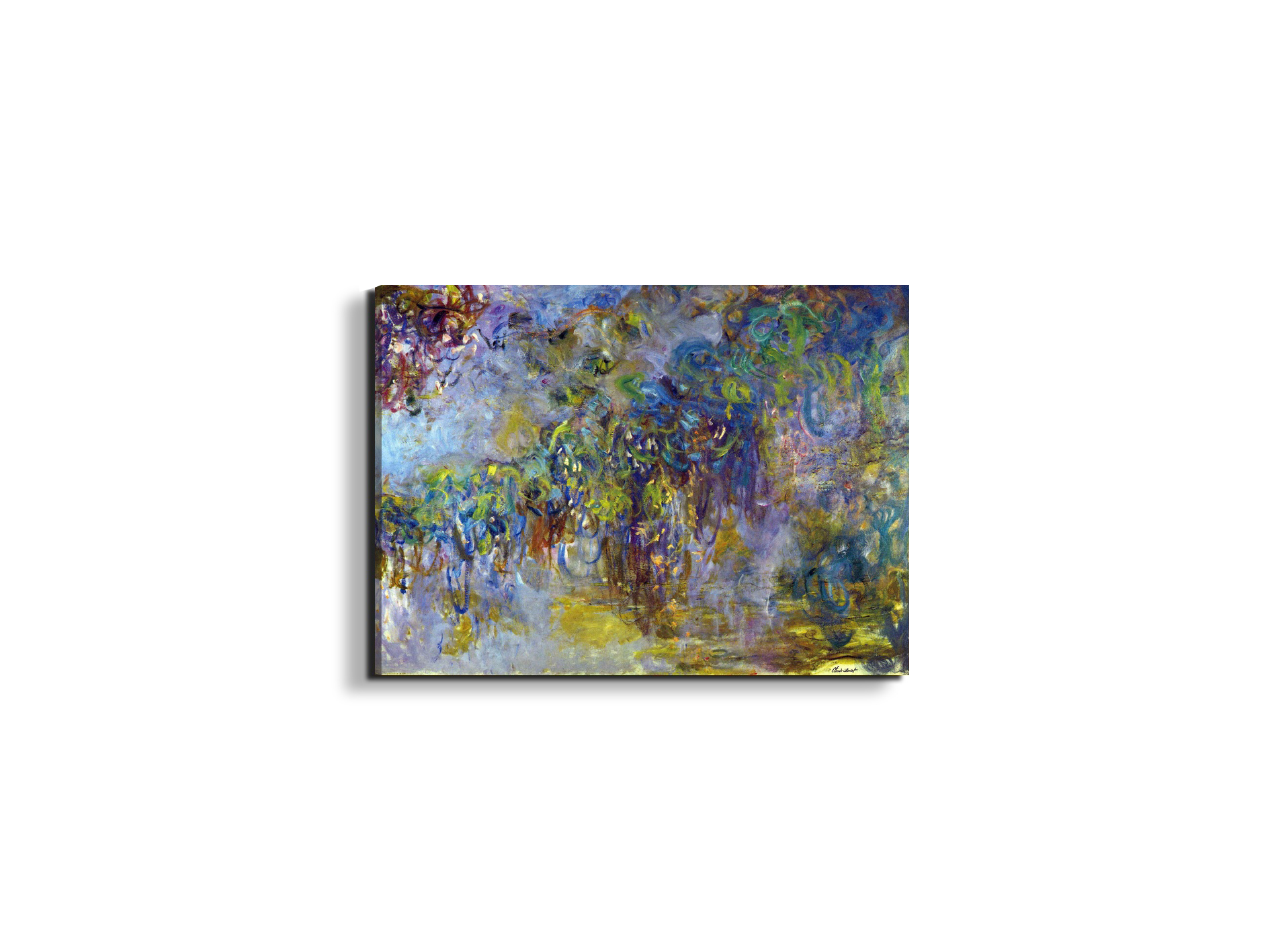 wisteria-iias92071-