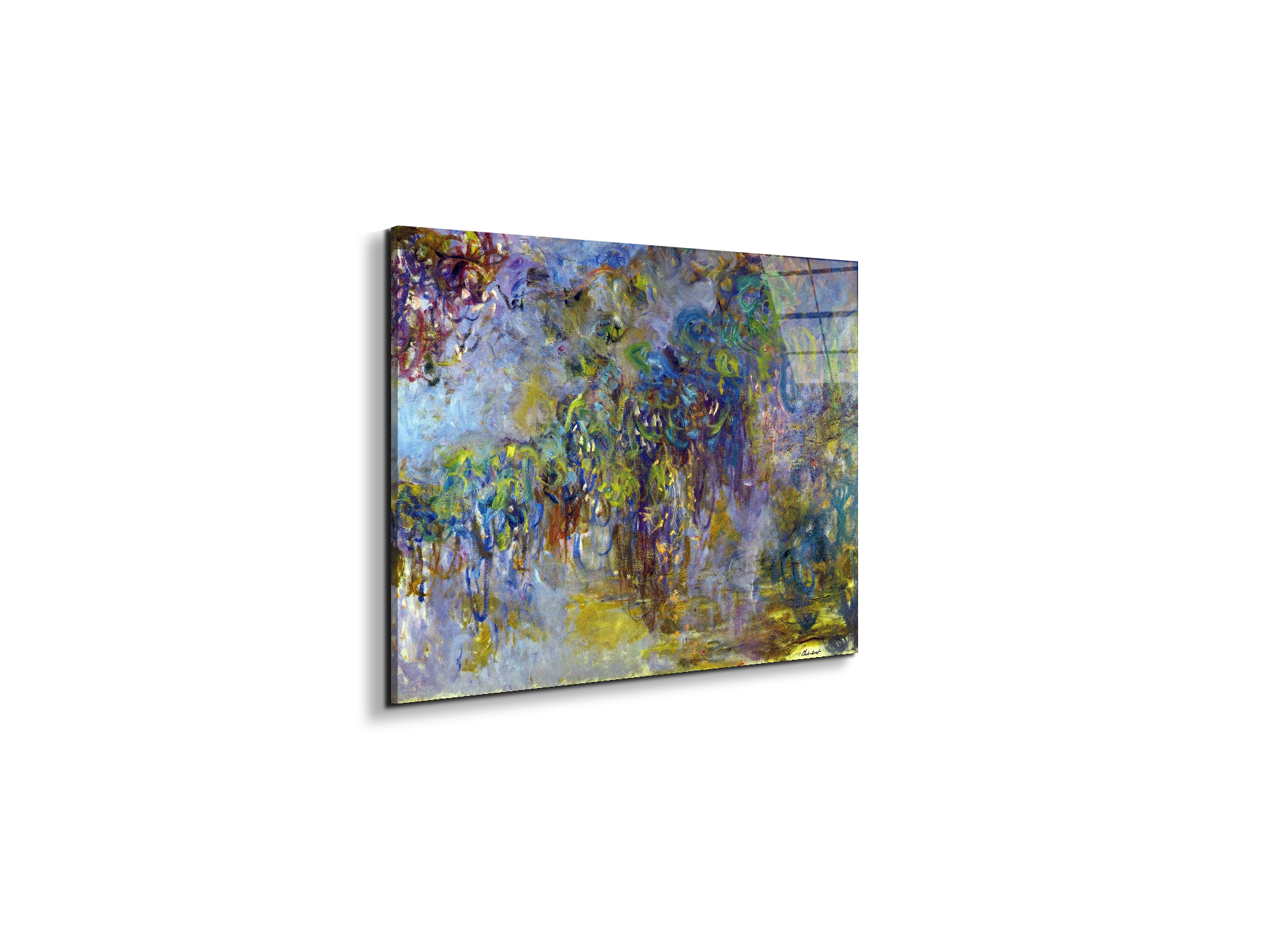 wisteria-iias92071-