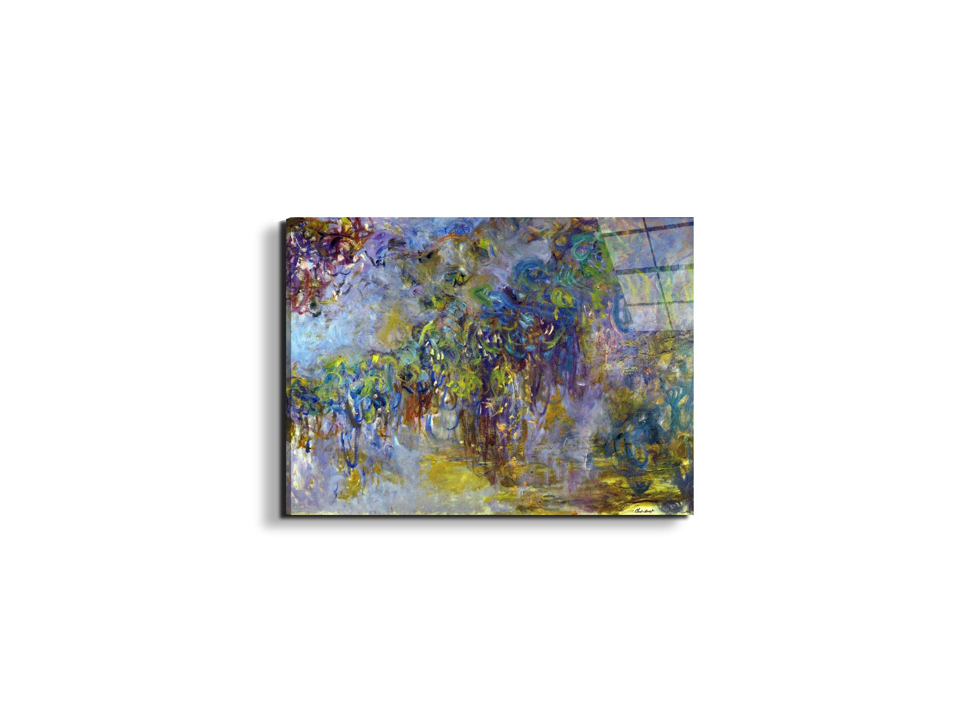 wisteria-iias92071-