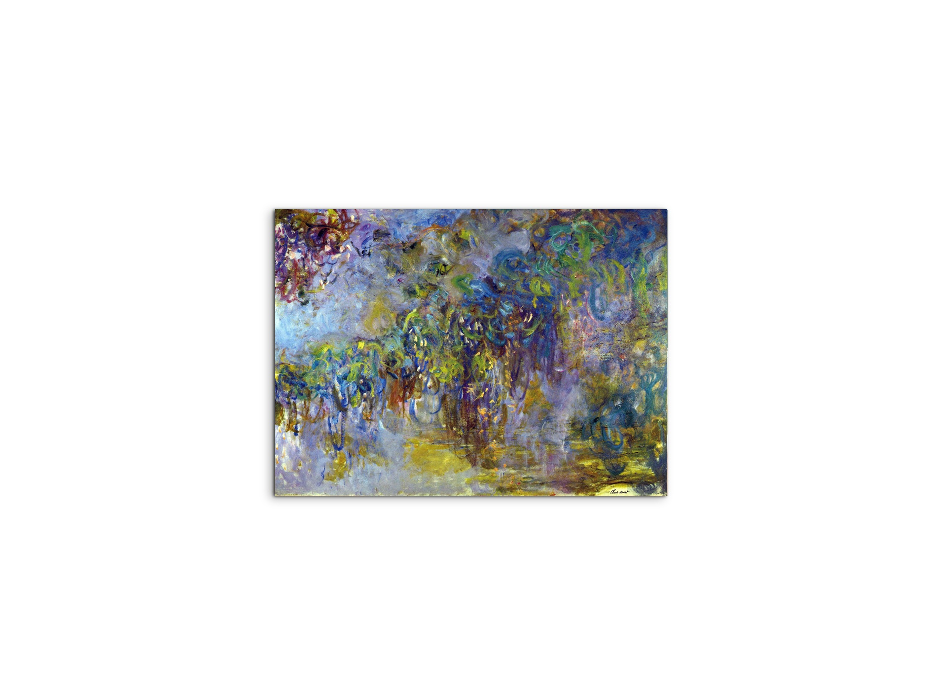 wisteria-iias92071-