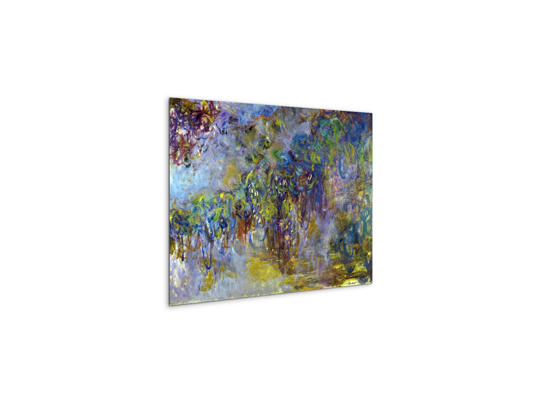 wisteria-iias92071-