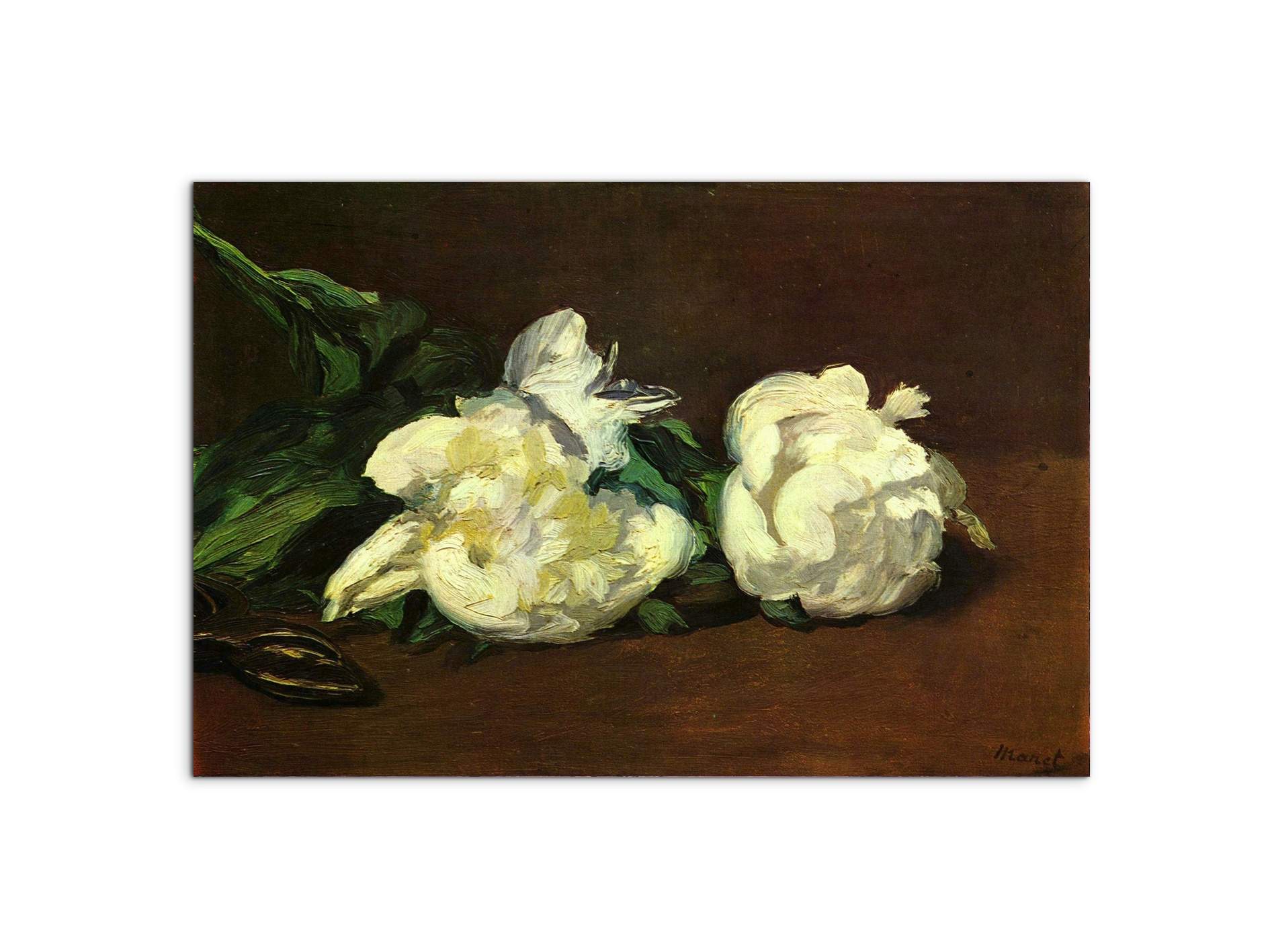 still-life-white-peony-as92263-#materiale_MetalArt Materic/dimensioni_79,5x53
