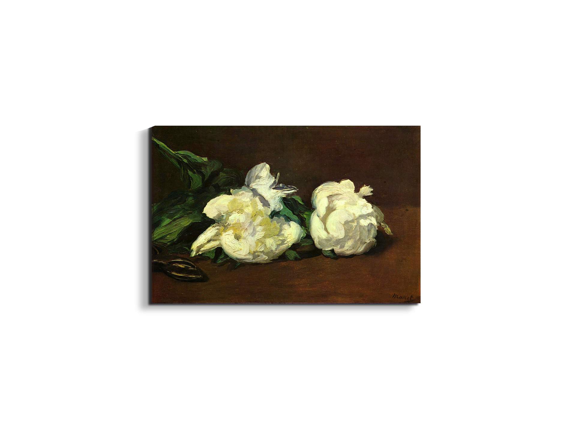 still-life-white-peony-as92263-#materiale_EarthArt/dimensioni_50x33,33