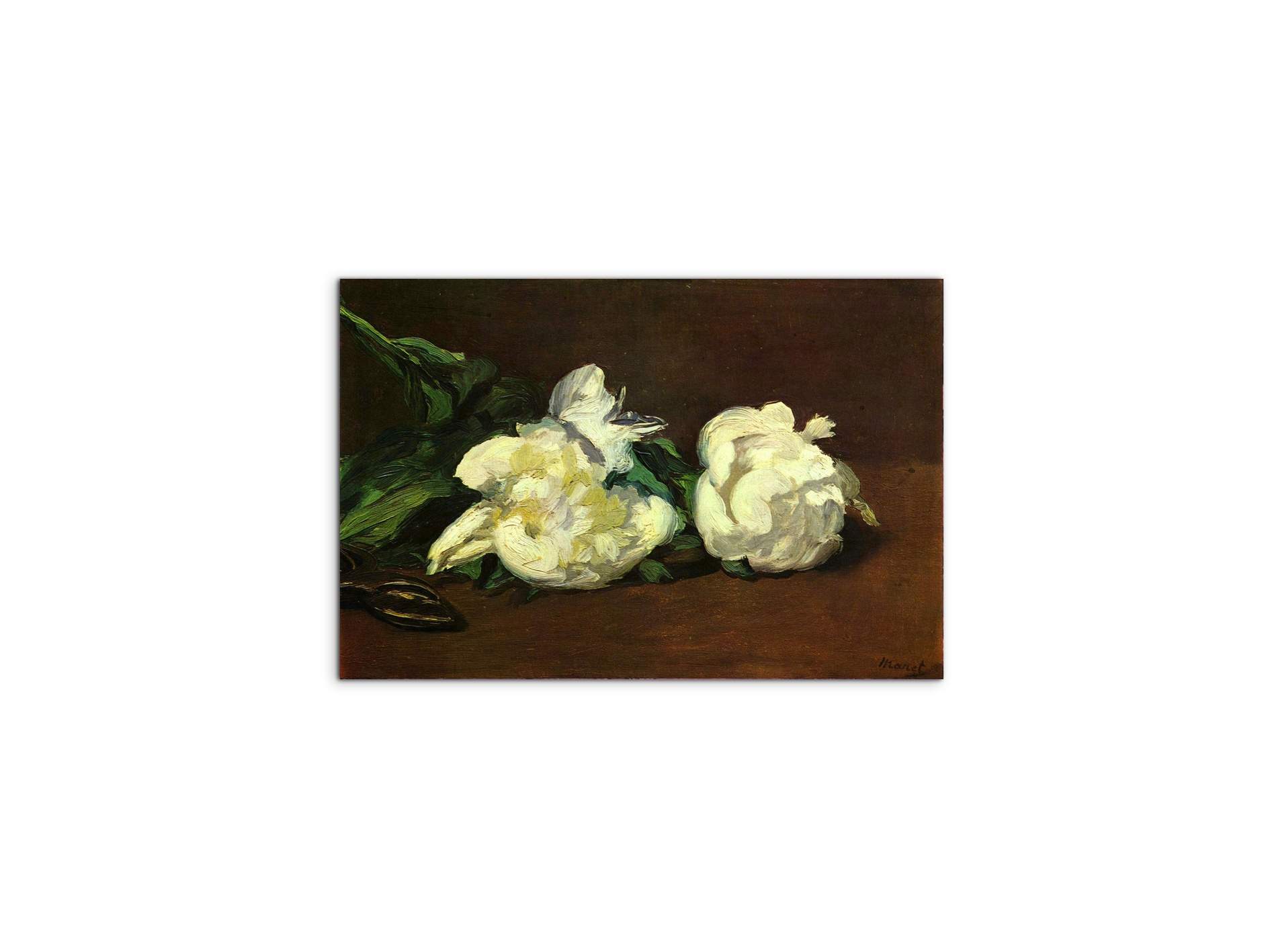 still-life-white-peony-as92263-#materiale_MetalArt Materic/dimensioni_50x33,33