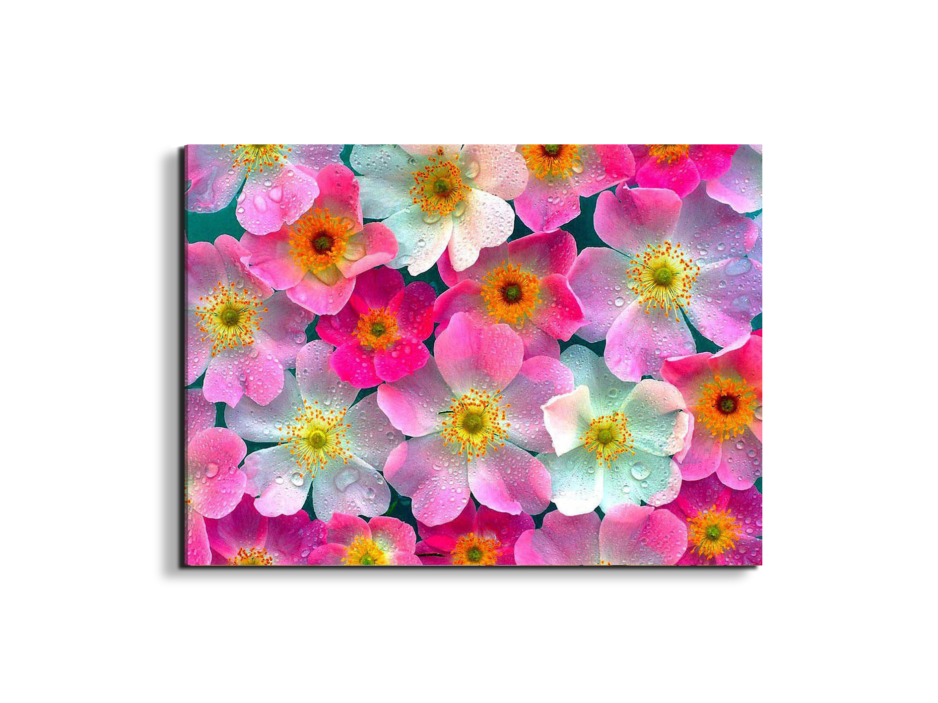 flowersas92331-