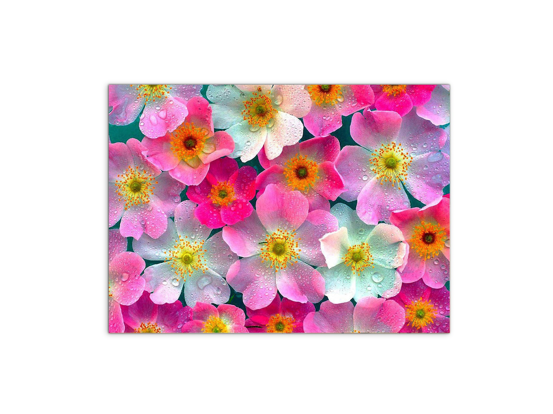 flowersas92331-