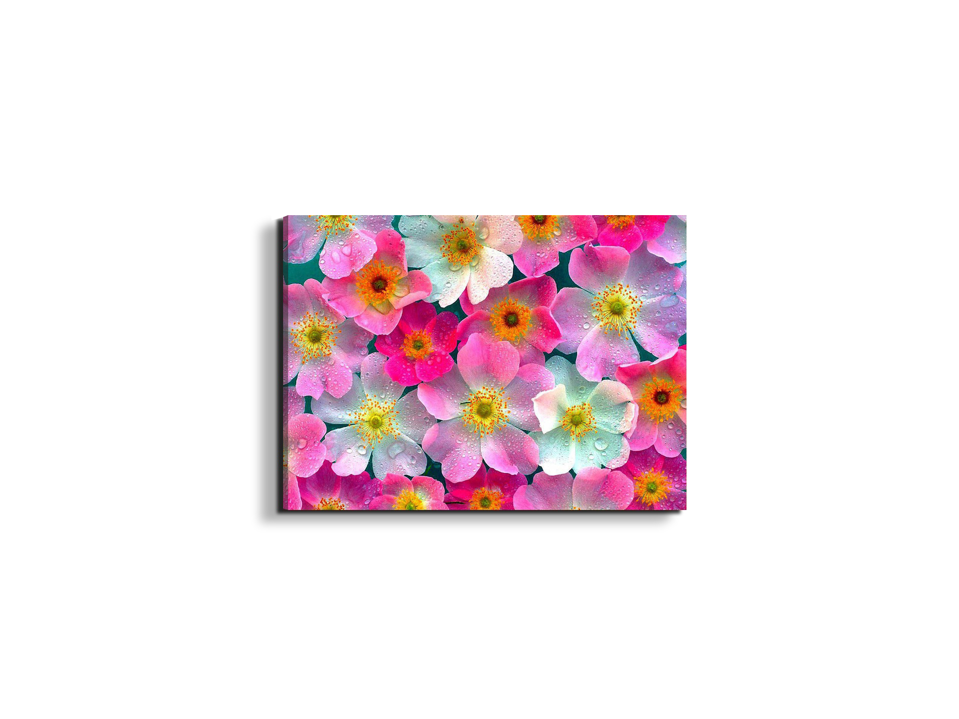 flowersas92331-