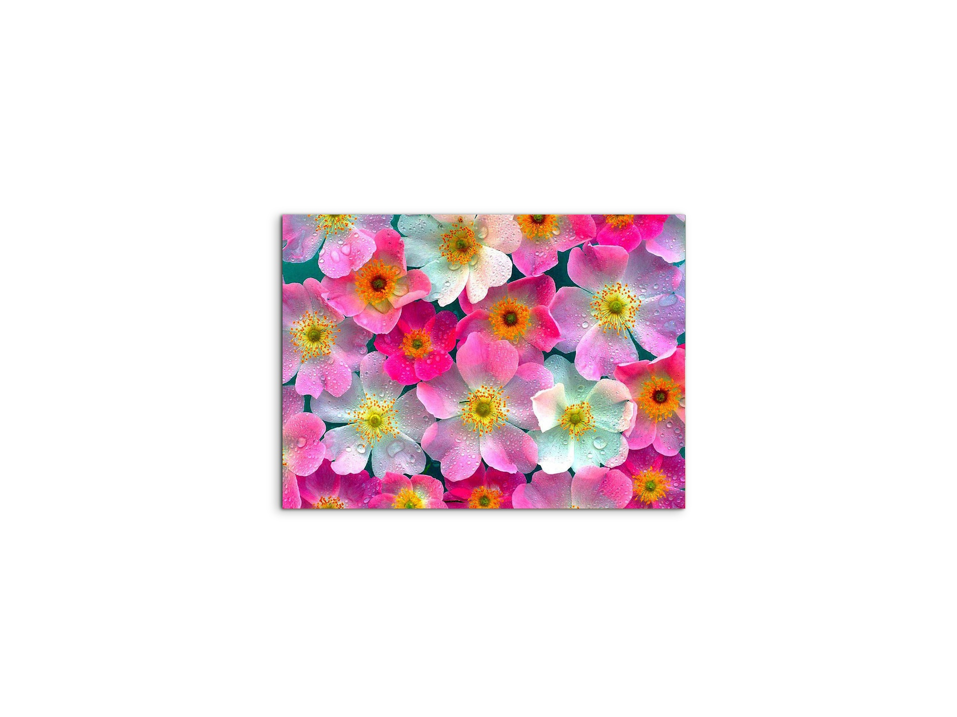 flowersas92331-