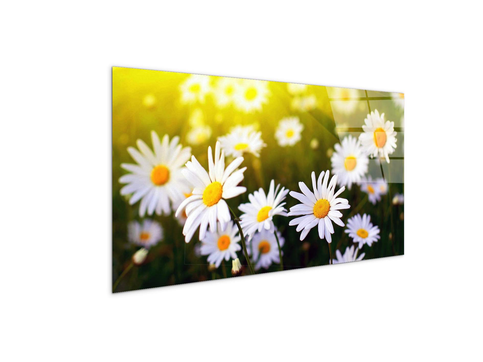 margherite-2as92354-#materiale_CrystalArt/dimensioni_100x50