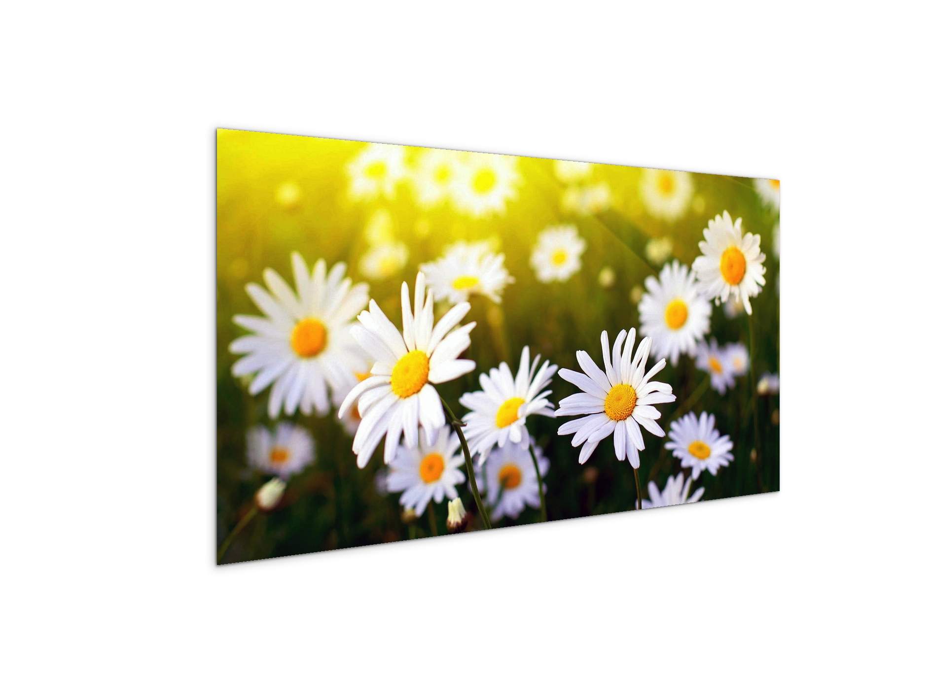 margherite-2as92354-#materiale_MetalArt Materic/dimensioni_100x50