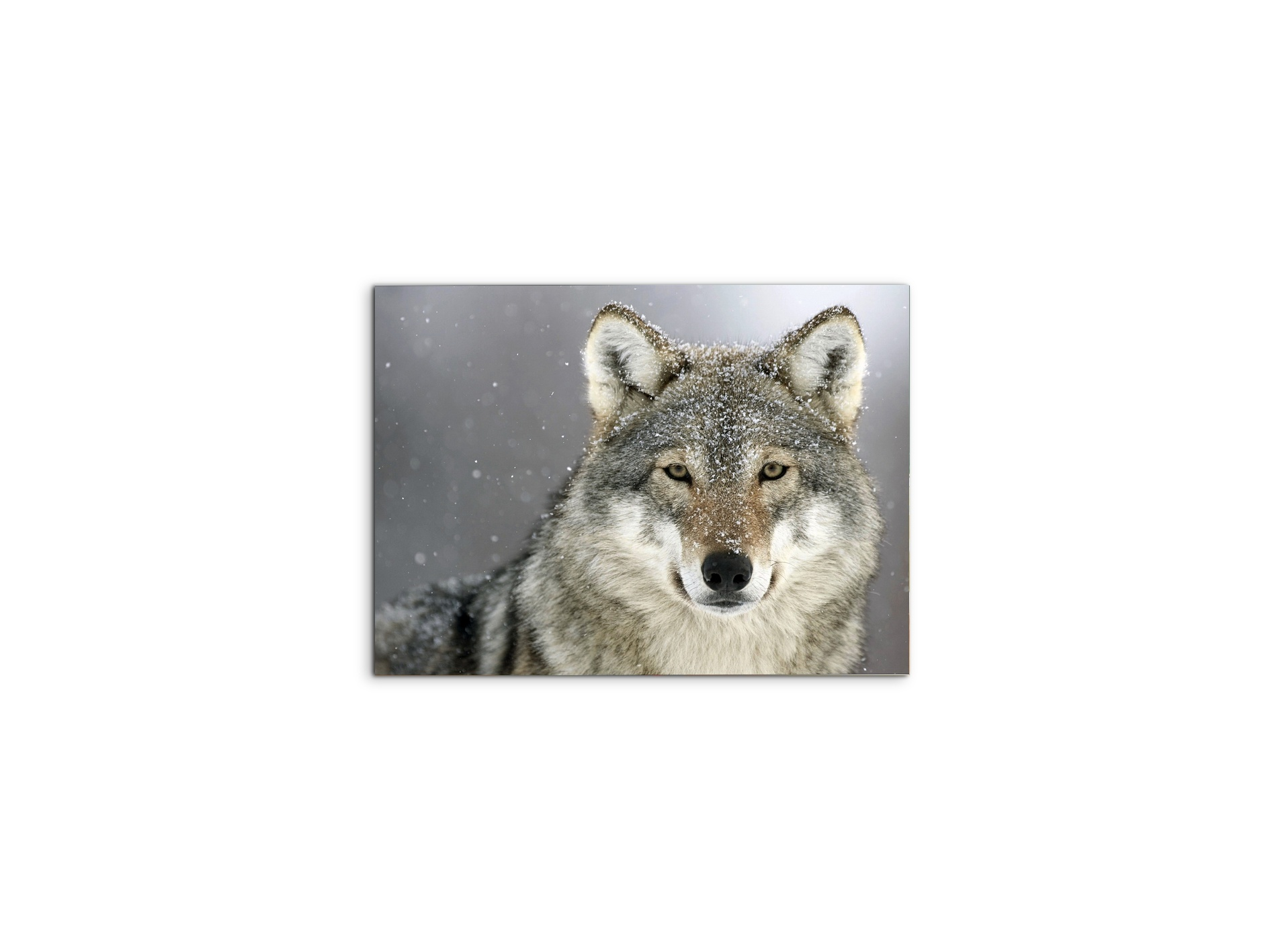 wolfas92370-#materiale_MetalArt Materic/dimensioni_50x37,50