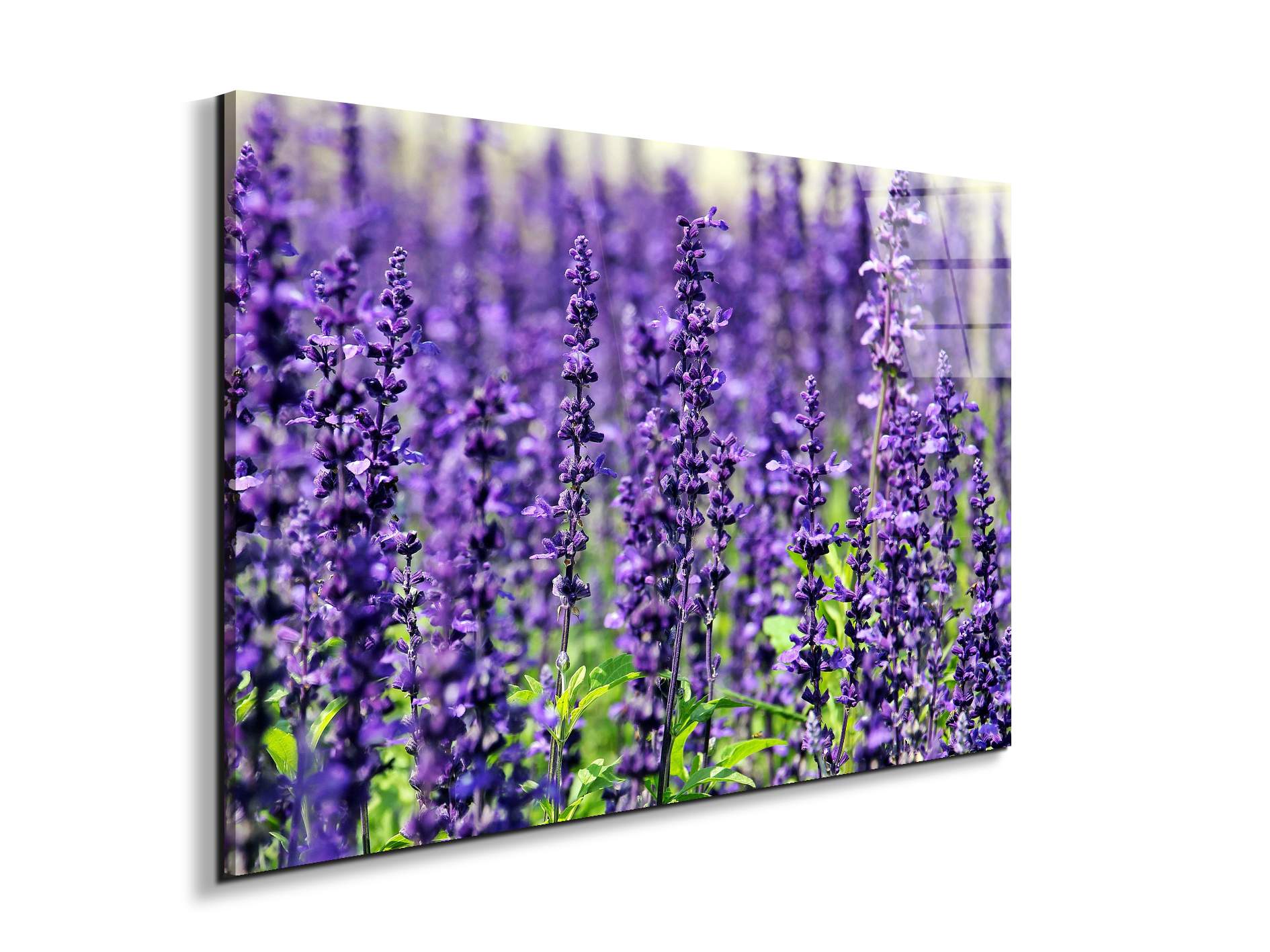 violetas92453-#materiale_EarthArt Total Gloss/dimensioni_79,5x53