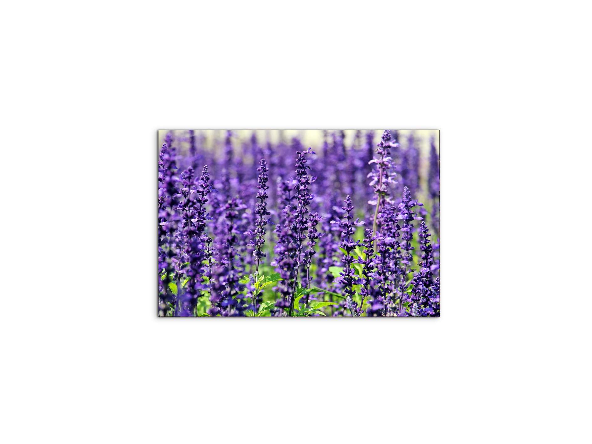 violetas92453-#materiale_MetalArt Materic/dimensioni_50x33,33
