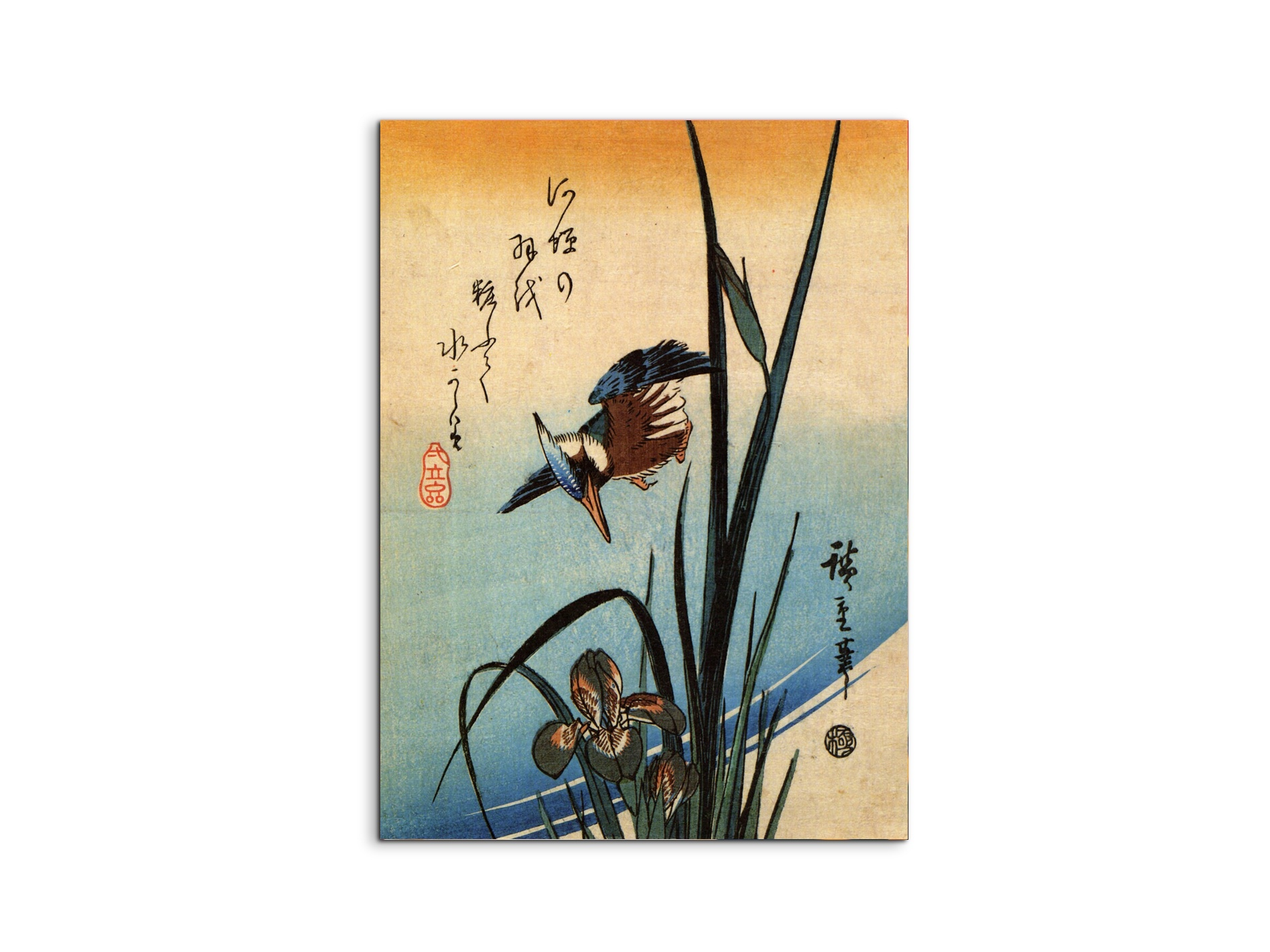 kingfisher-and-lilies-iias92989-