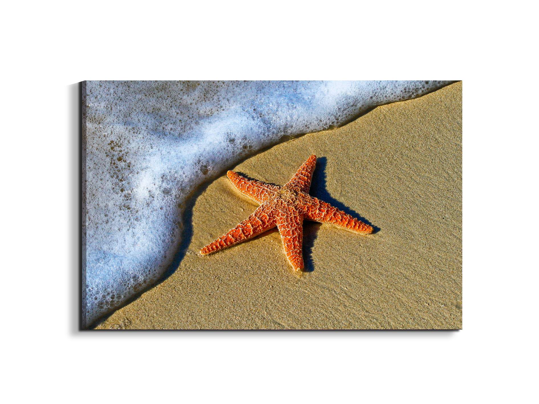 starfish-on-the-beachas93400-