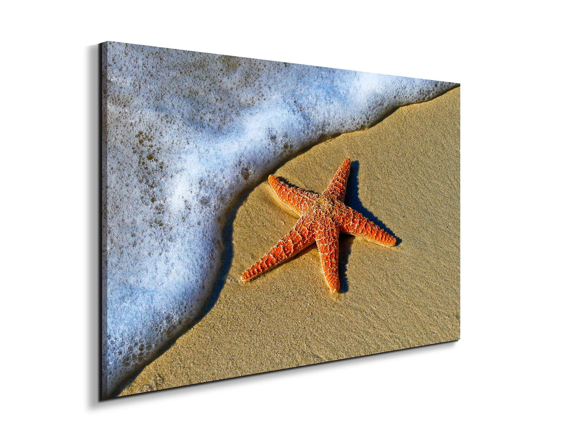 starfish-on-the-beachas93400-
