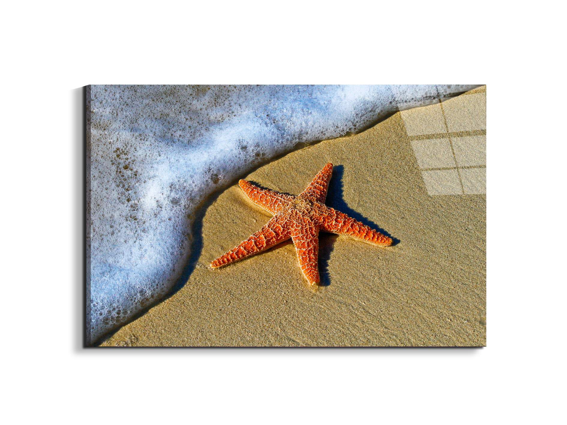 starfish-on-the-beachas93400-