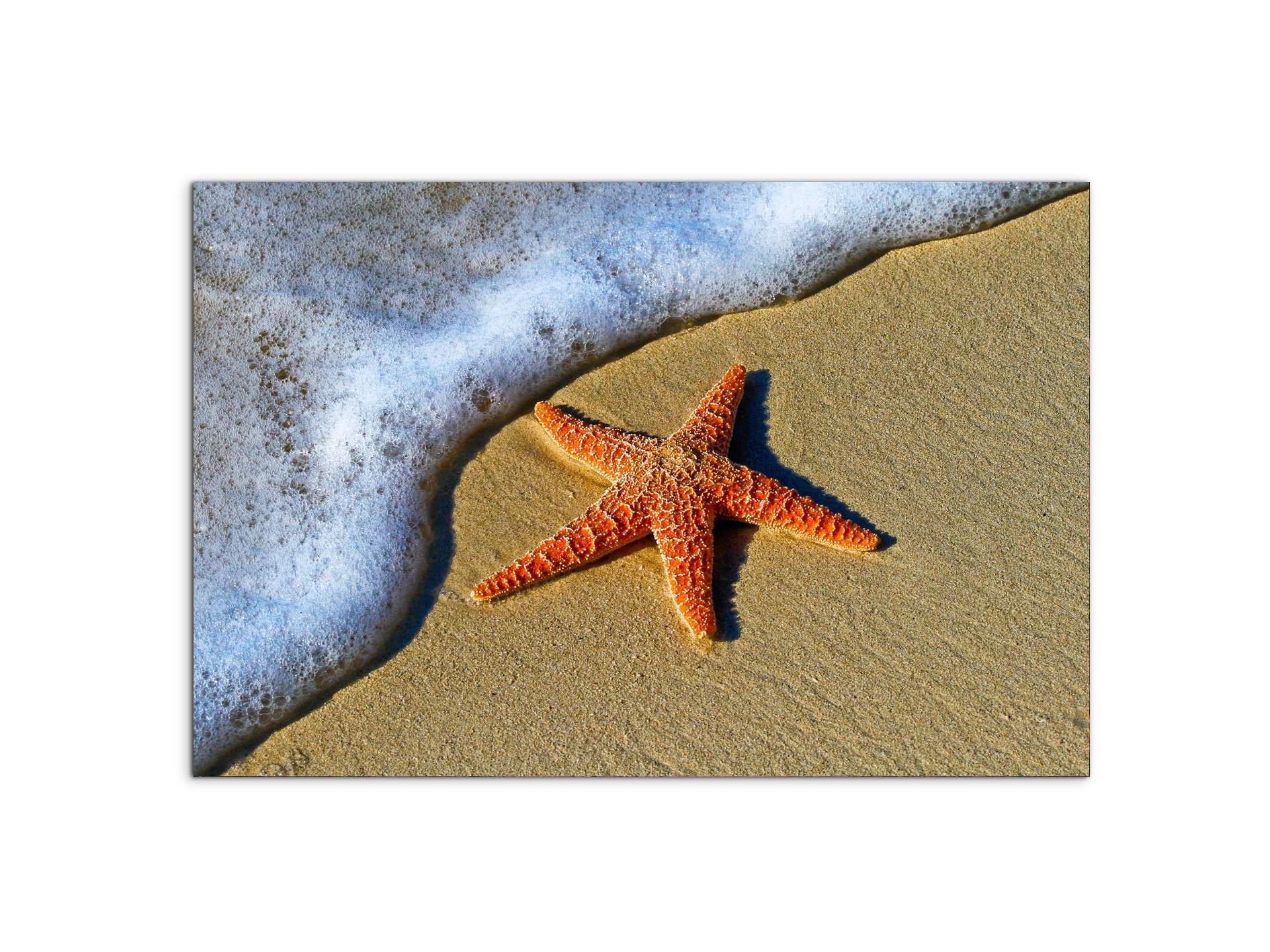 starfish-on-the-beachas93400-