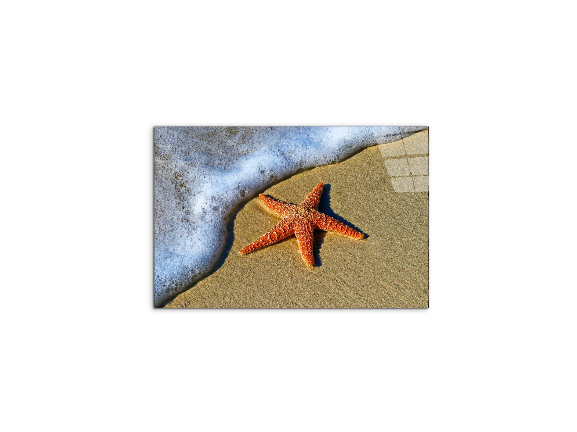 starfish-on-the-beachas93400-
