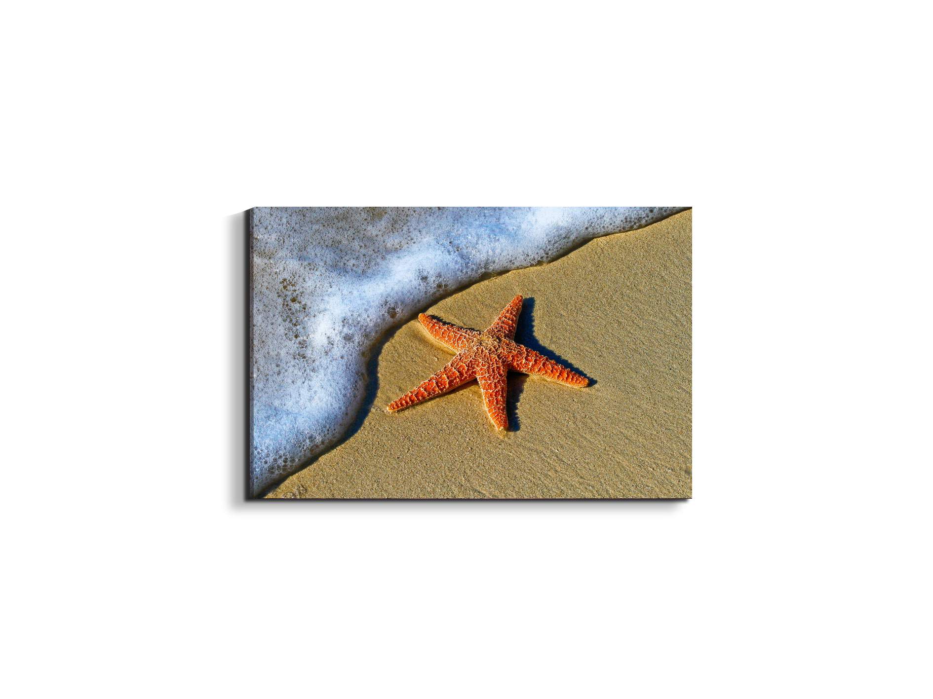 starfish-on-the-beachas93400-