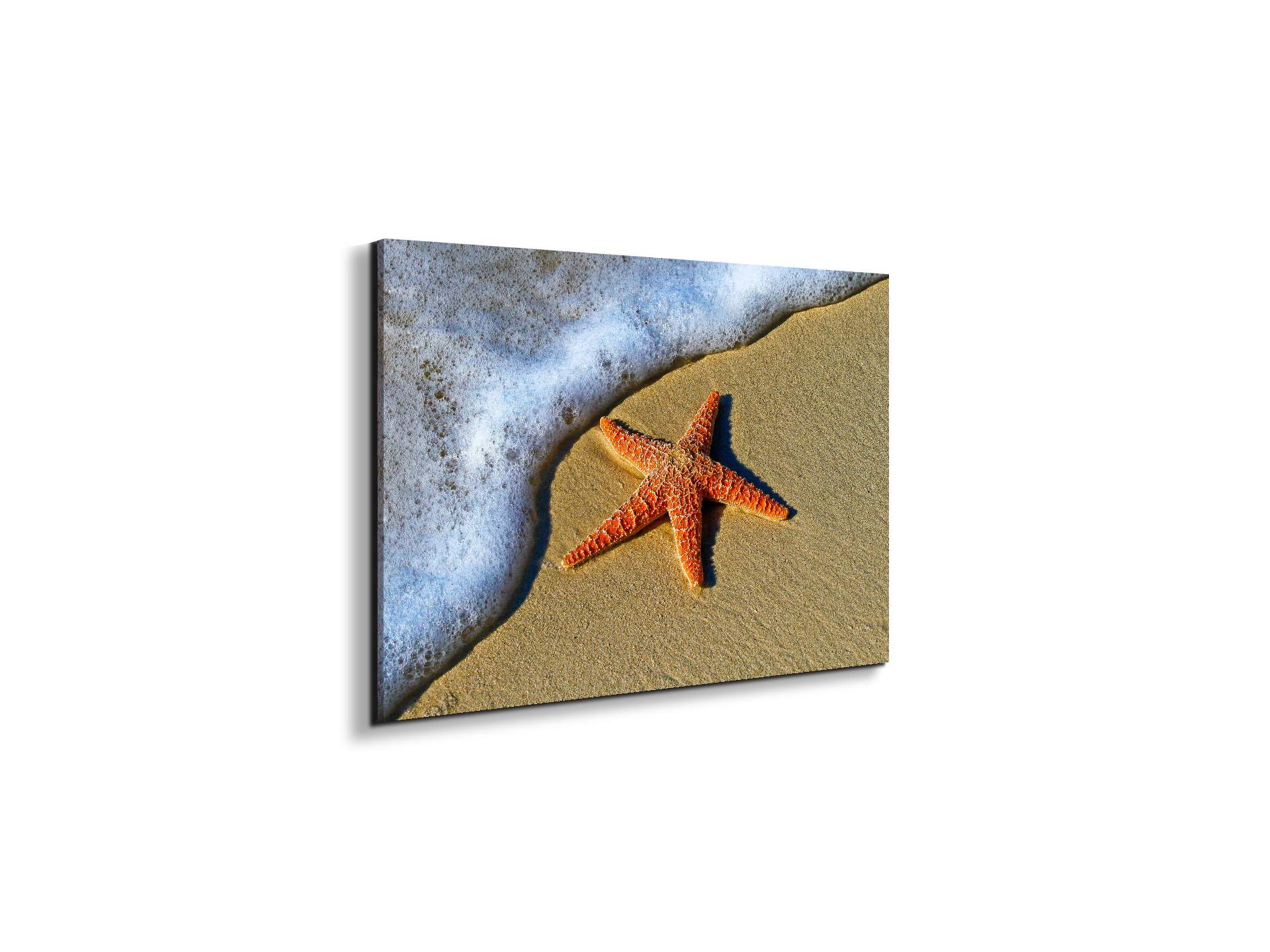 starfish-on-the-beachas93400-