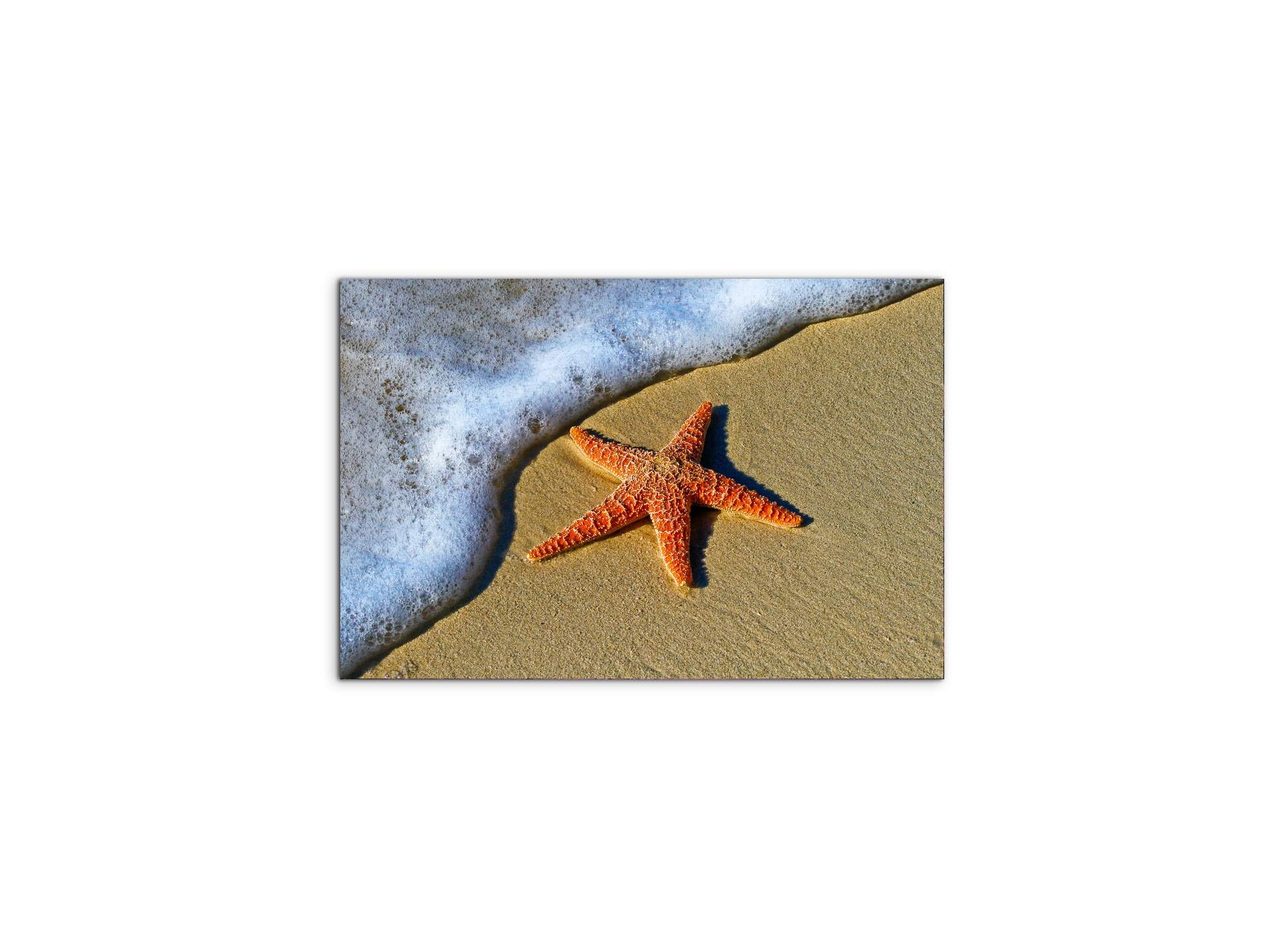 starfish-on-the-beachas93400-