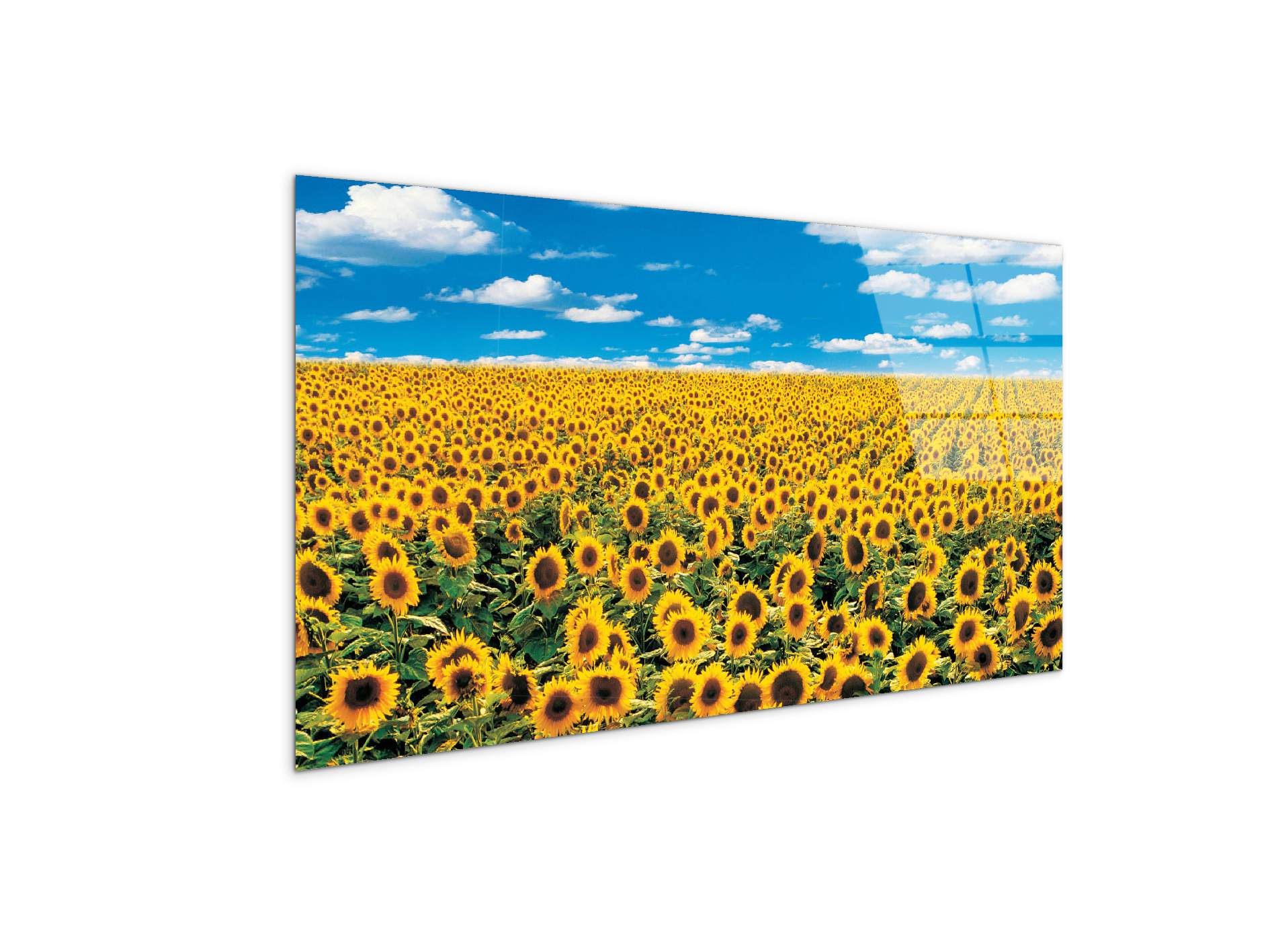sunflowerec14546-